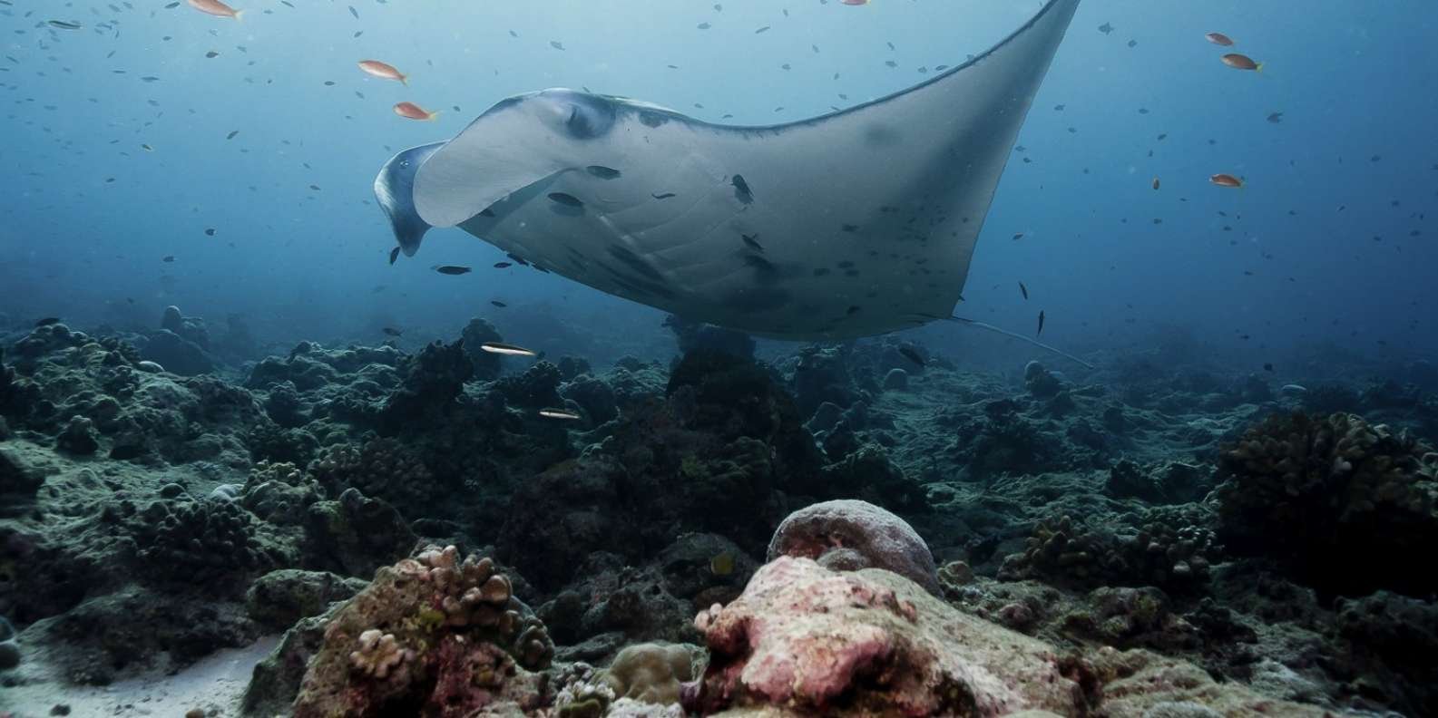 007-bali-swim-with-manta-rays-in-nusa-penida-5-t103568.jpg