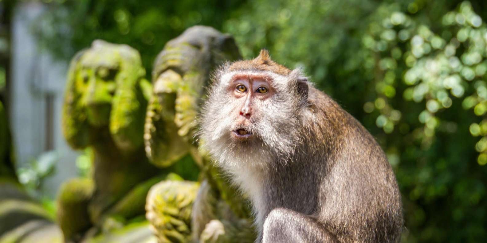 Ubud: Monkey Forest, Rice Terrace &amp; Tanah Lot Private Tour