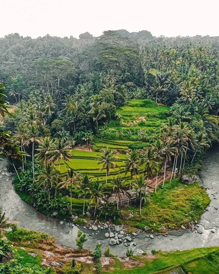 Lanskap lembah hijau dan sawah di Sayan, Ubud