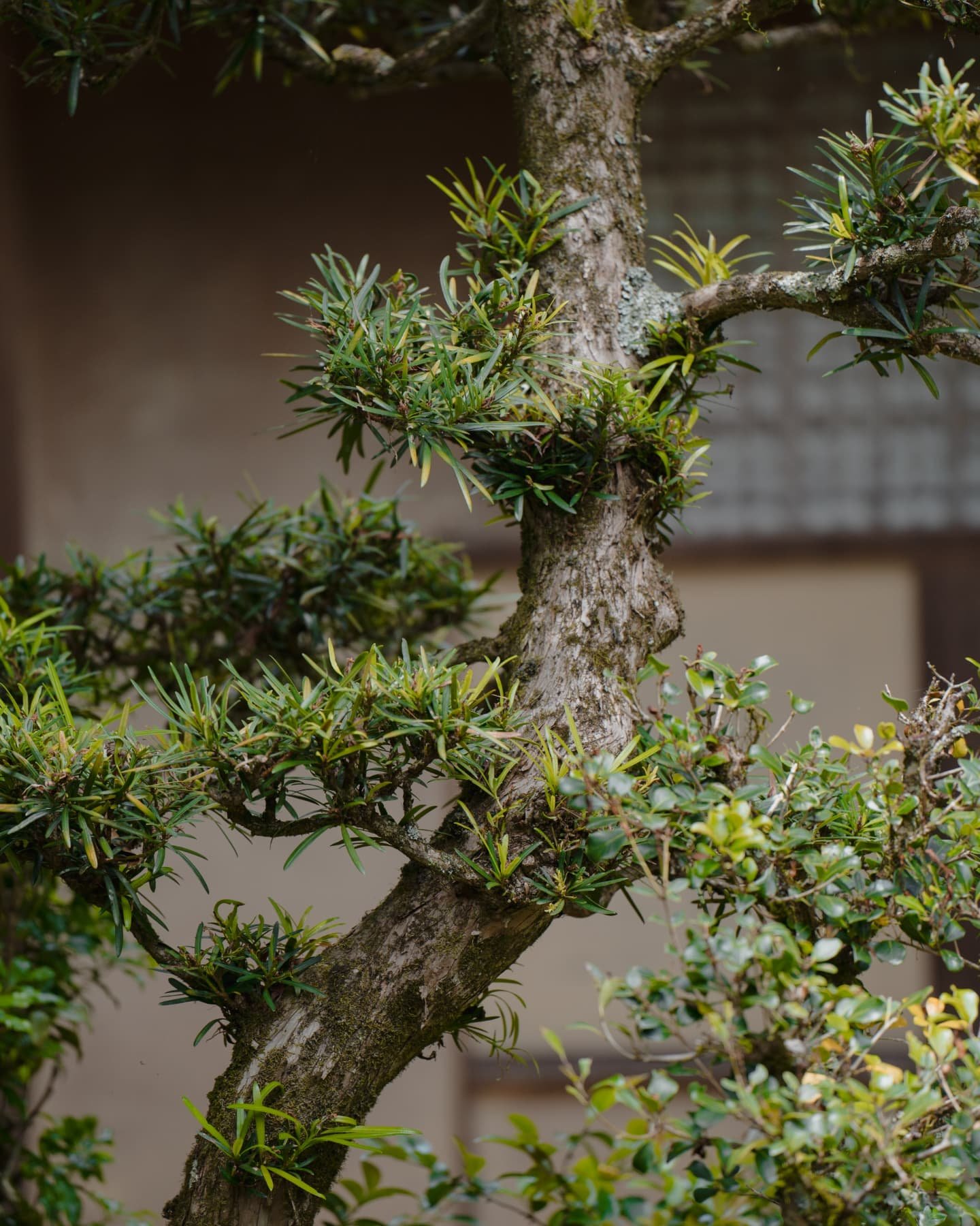 greens of japan 🗾 
.
.
The different greens were so beautiful during Spring but also can't wait to go back in Autumn and winter. Especially this Kyoto  temple which was possibly my favourite from the whole trip 🏯
.
Love the way these colours came o