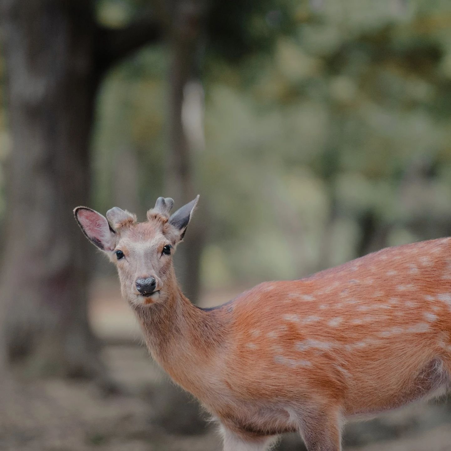 curious deer at nara
.
.
.
just before it charged at us because we didn't have any crackers for it to eat 😂😂
.
.
.
#narapark
#naradeerpark #narajapan