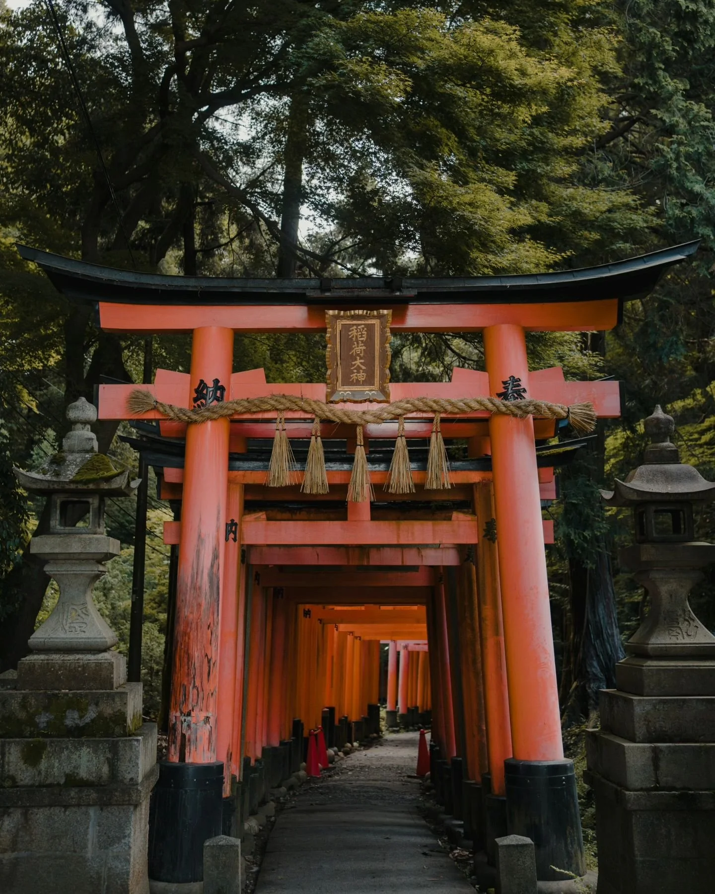 "You came all the way to Fushimi Inari to see the iconic 10,000 torii gates....?"
.
.
Nah I came for the cats (swipe to see)
.
.
#fushimiinari #toriigate #kyoto #catsofjapan