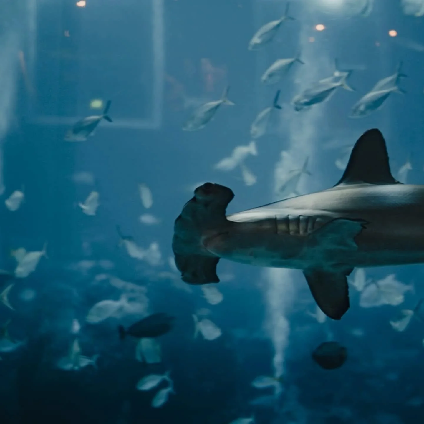 oh to just be a fish swimming around all day...
.
.
.
@s.e.a.aquarium