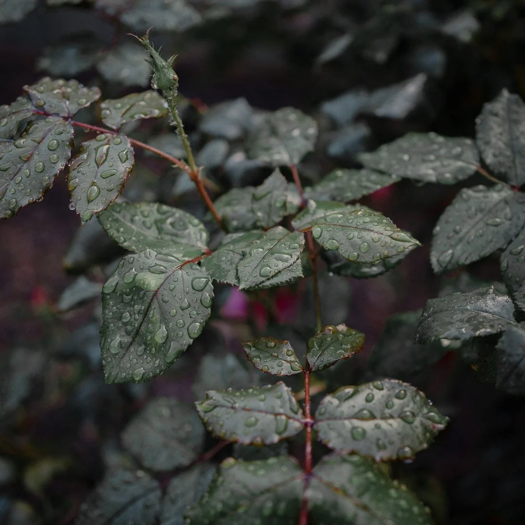 DSC04730.jpg