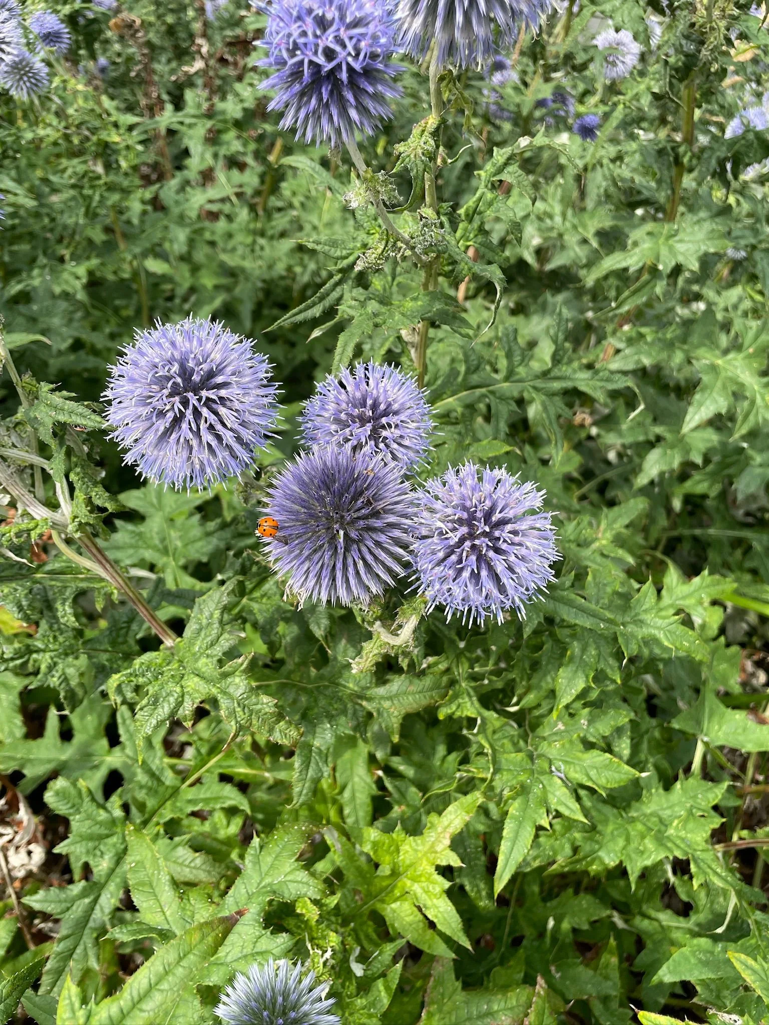 WhatsApp Image 2025-11-13 at 13.43.09 (2).jpeg