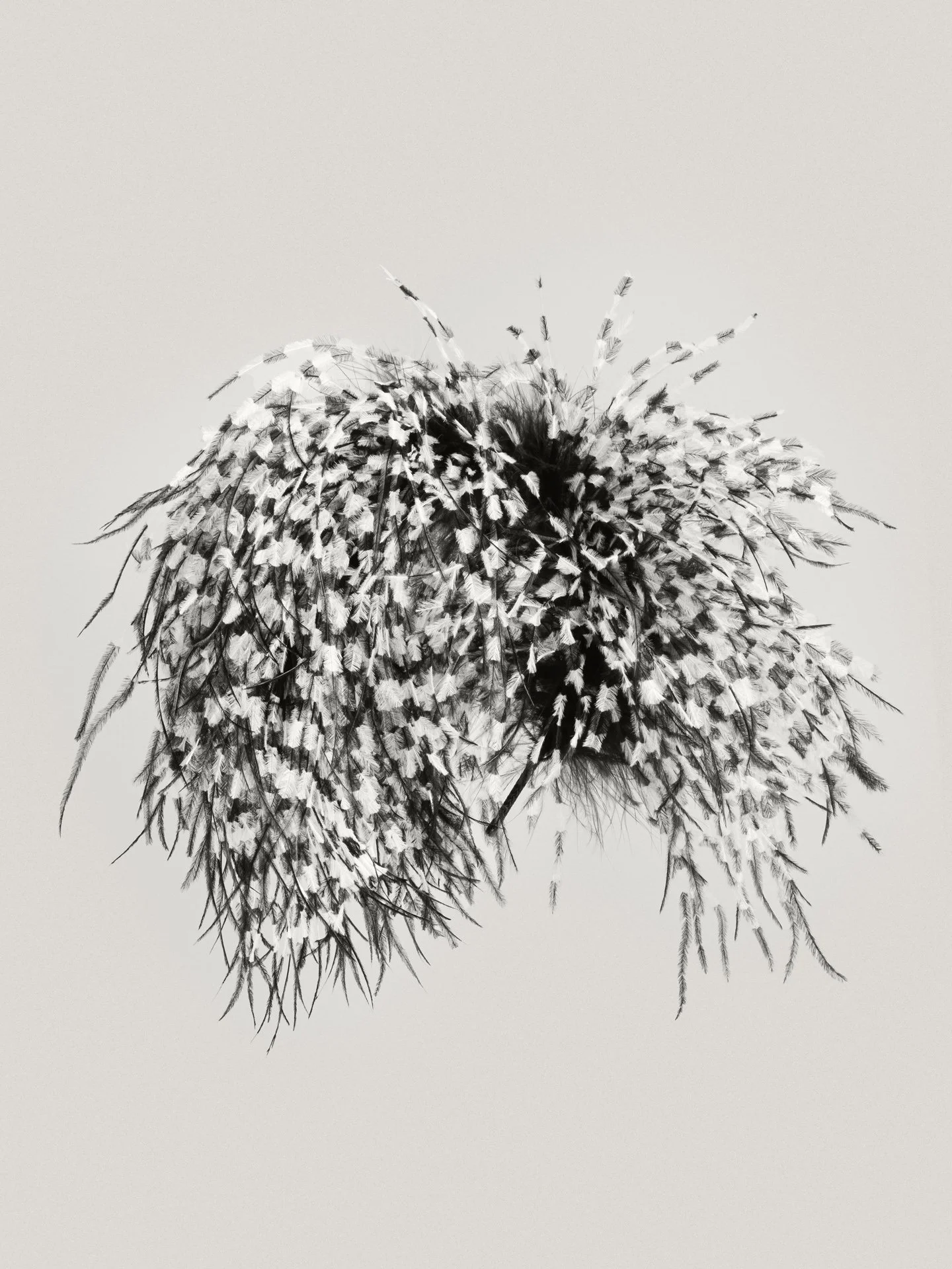 Le Plume - Black & White