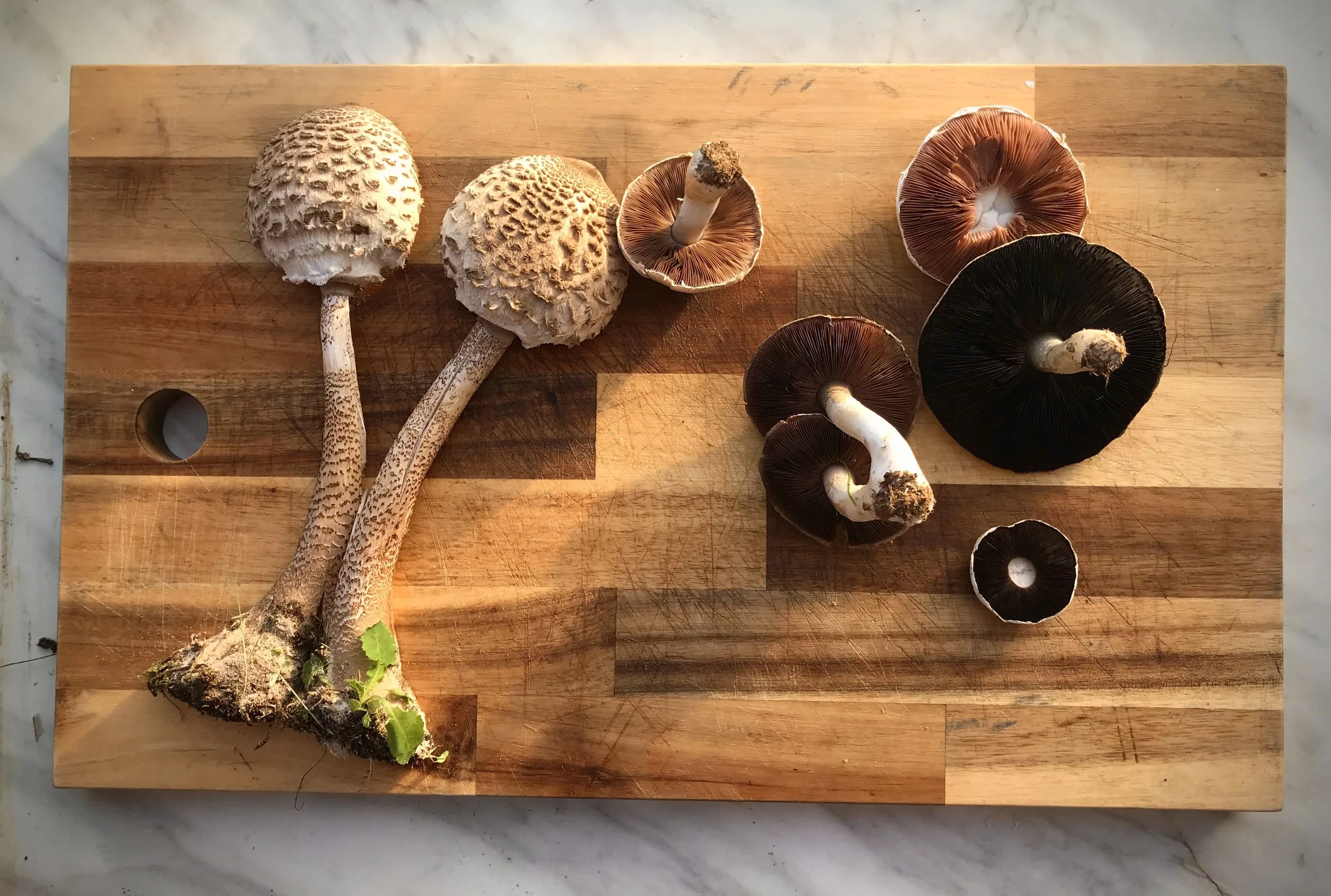 Edible mushrooms on chopping board