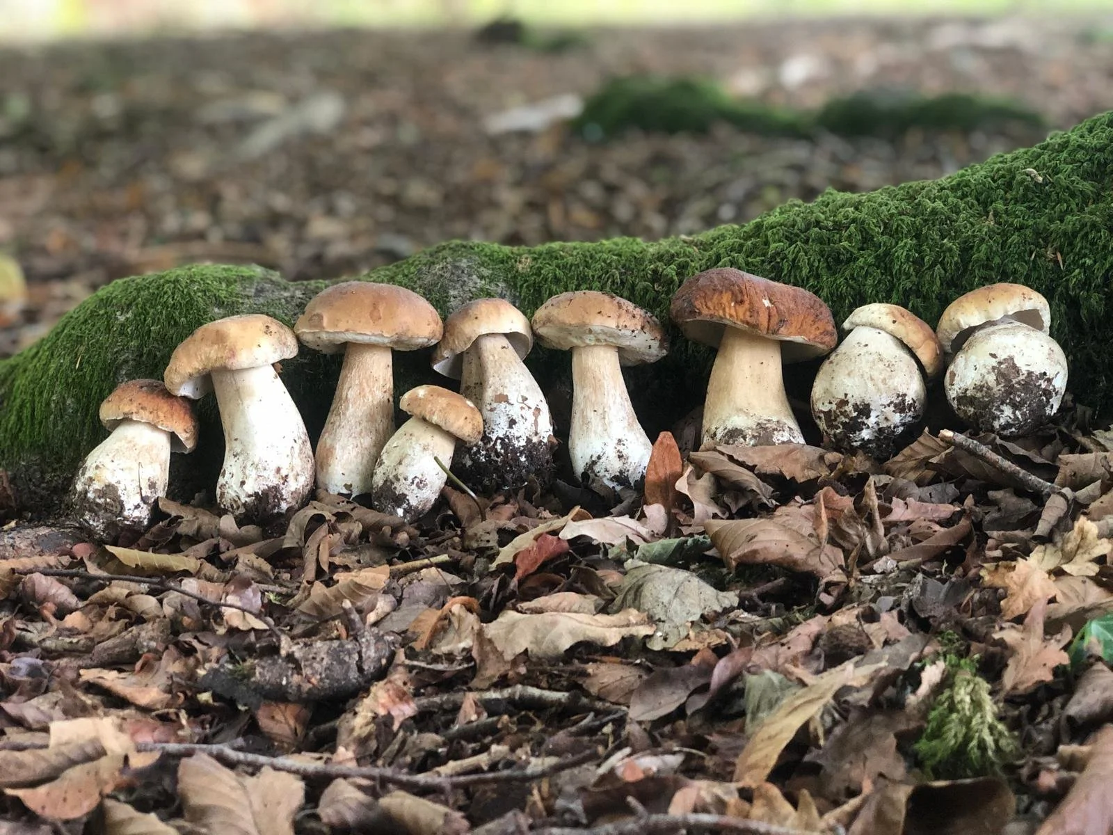 Foraging for Mushrooms