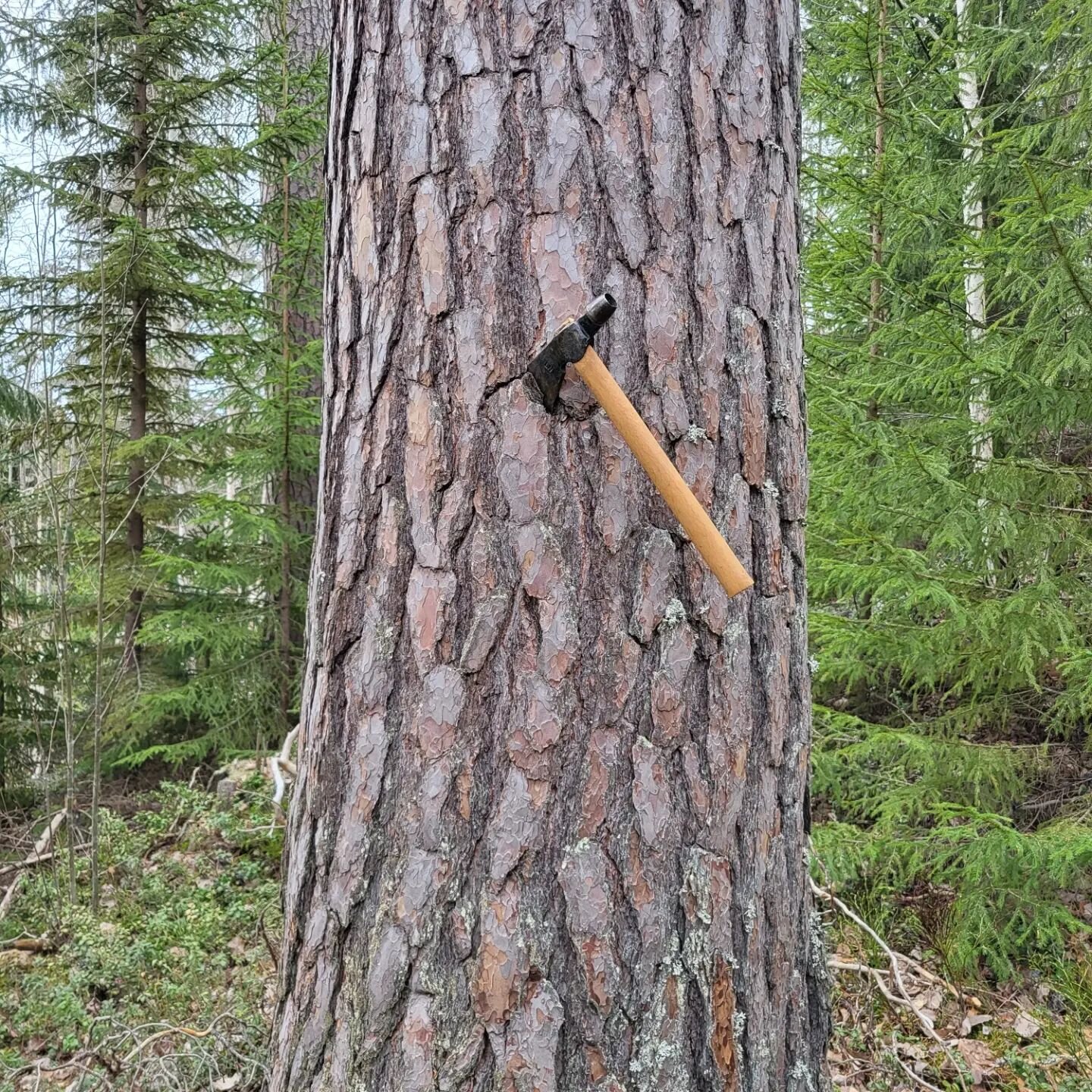 Grova furor som h&aring;ller 80cm i br&ouml;sth&ouml;jd.
Grovt &auml;r ocks&aring; en kvalitet, &auml;ven om det inte &auml;r s&aring; t&auml;tvuxet.
Dom vill man inte hugga i on&ouml;dan. 
Dom kan vara helt avg&ouml;rande i n&aring;got projekt fram&
