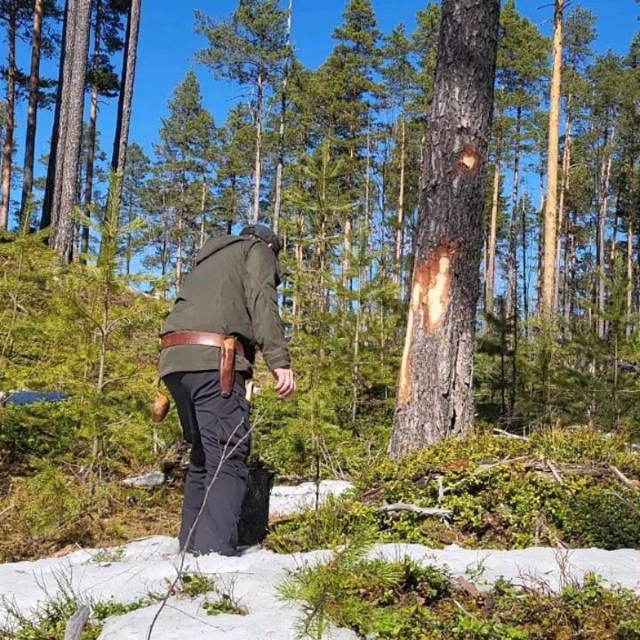 Nu utf&ouml;ra vi f&ouml;rs&ouml;k med rotbarknig p&aring; fura f&ouml;r att studera hur det p&aring;verkar k&auml;rnbildningen.
I gammal litteratur g&aring;r att l&auml;sa om katning och toppkapning f&ouml;r att skapa h&aring;llbart virke till byggn