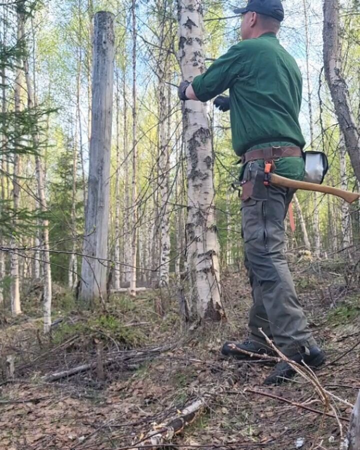 H&auml;r v&auml;ljer jag ut huvudstammar i en ungskog med mycket bj&ouml;rk.
Jag v&auml;ljer efter vad jag tror kan bli fint bj&ouml;rktimmer men &auml;ven med tanke p&aring; n&auml;versk&ouml;rd, d&auml;rf&ouml;r stamkvistar jag f&ouml;r att bj&ouml