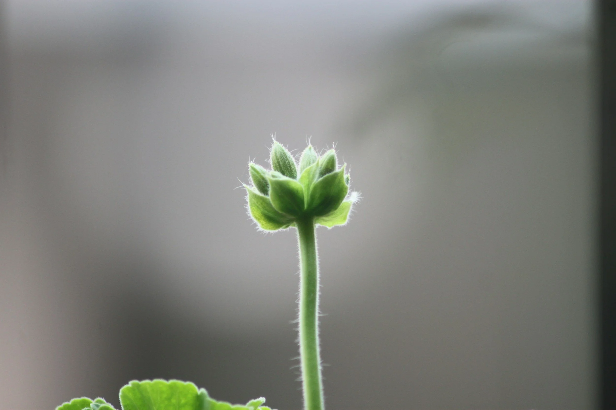Close-up of a young green flower bud with fuzzy stems and leaves against a blurred gray background.