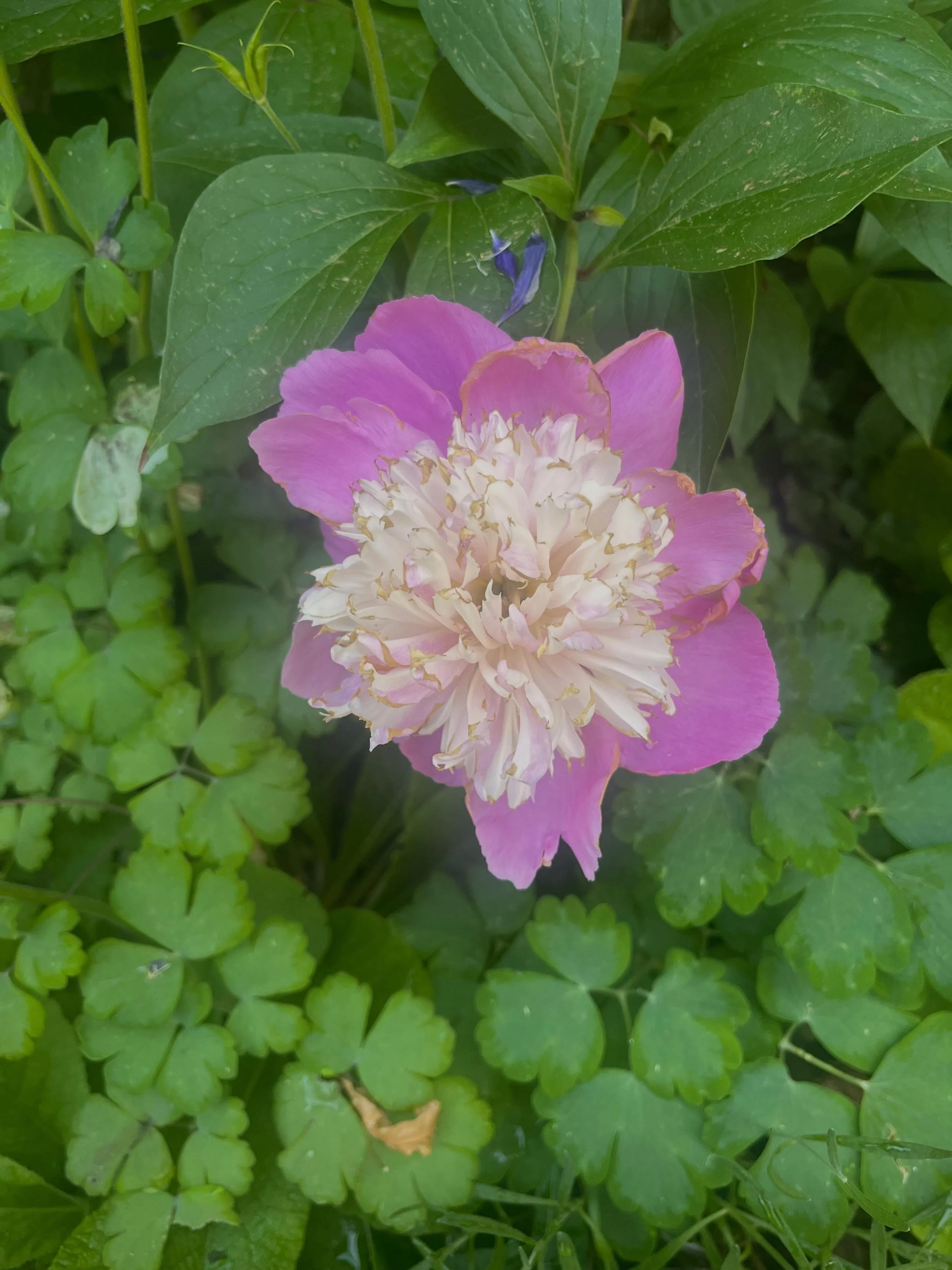 Chezvous-Cheznous loves flowers as much as property!