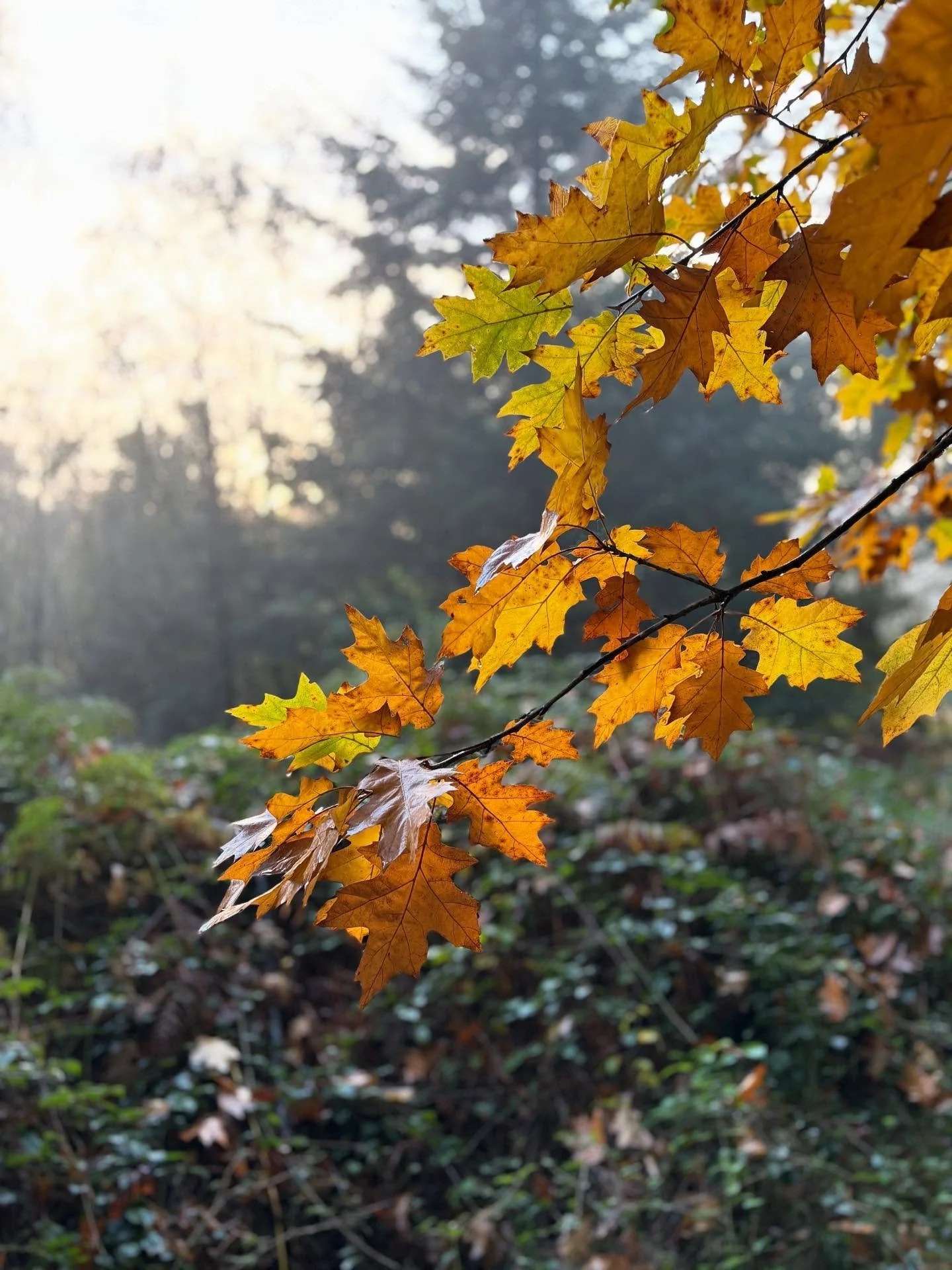 Gorgeous autumnal scenes out there. (Only ruined by the dog who decided to roll in fox poo.)