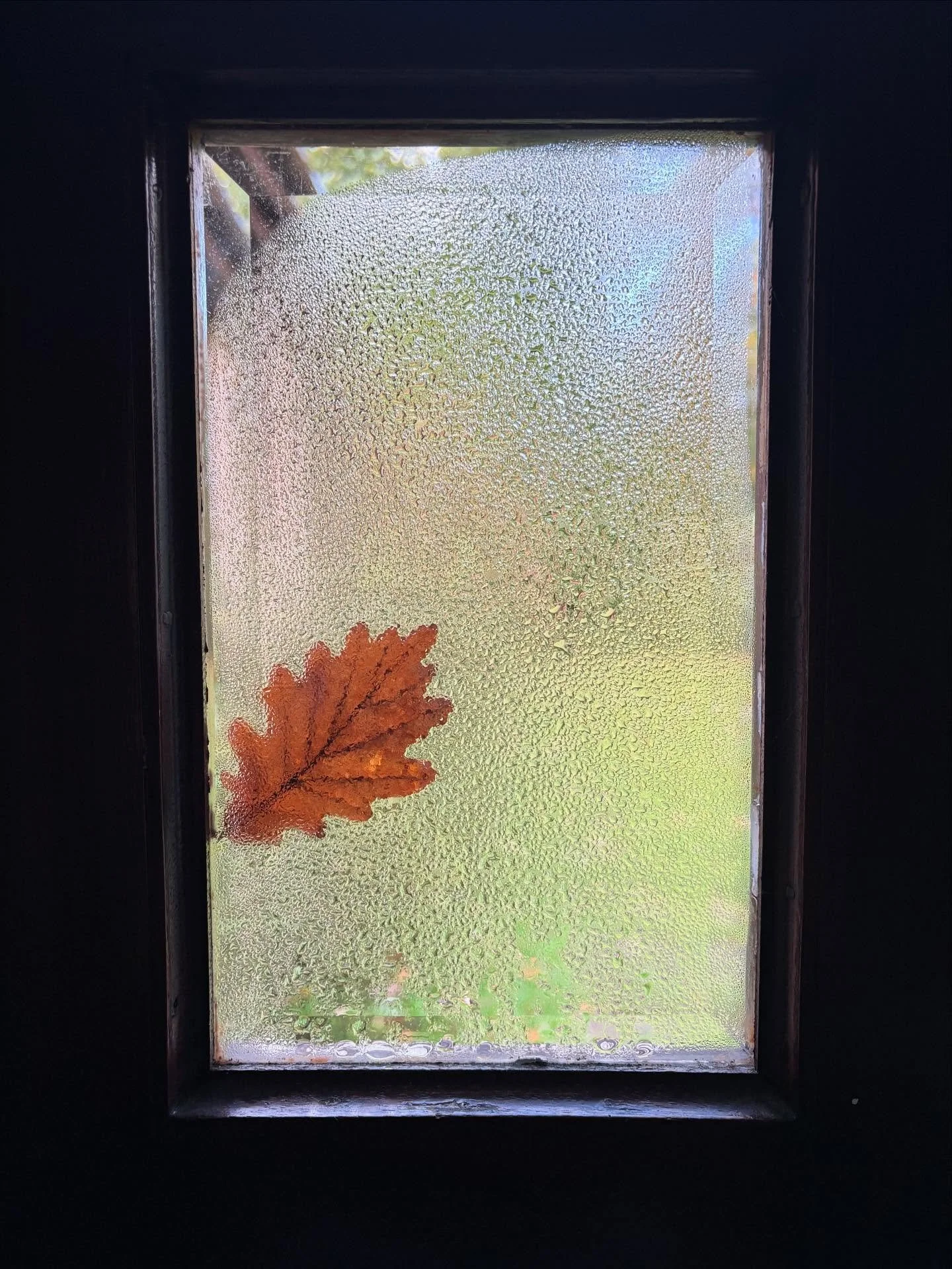 🍁 🍂 🍁🍂🍃🪾