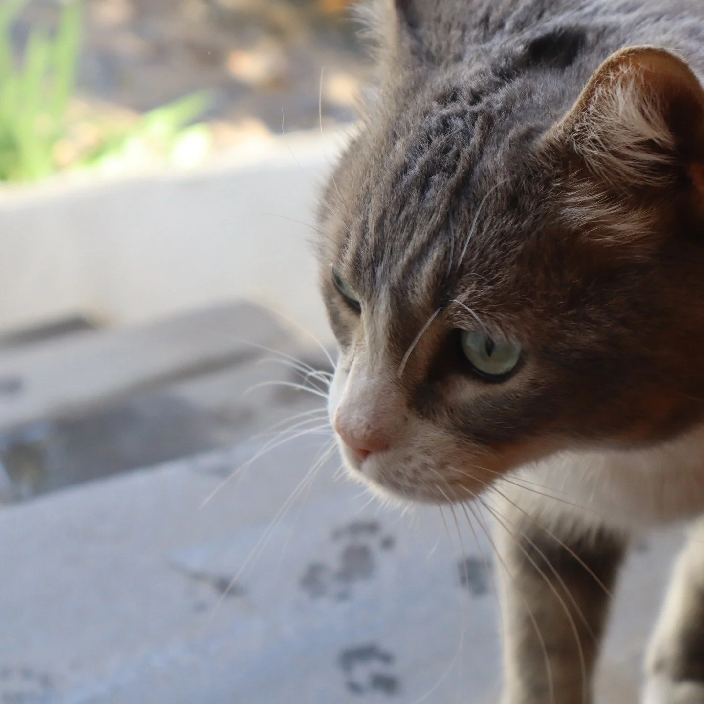 A quick photo dump from day one of the @writeandwalkspain retreat! Assertive cats, dramatic weather, beautiful Spanish villages, and in among all that, I've managed to finish a book! Yes, the fourth in the PC Lucy Halliday series, aka Dog 4, has gone