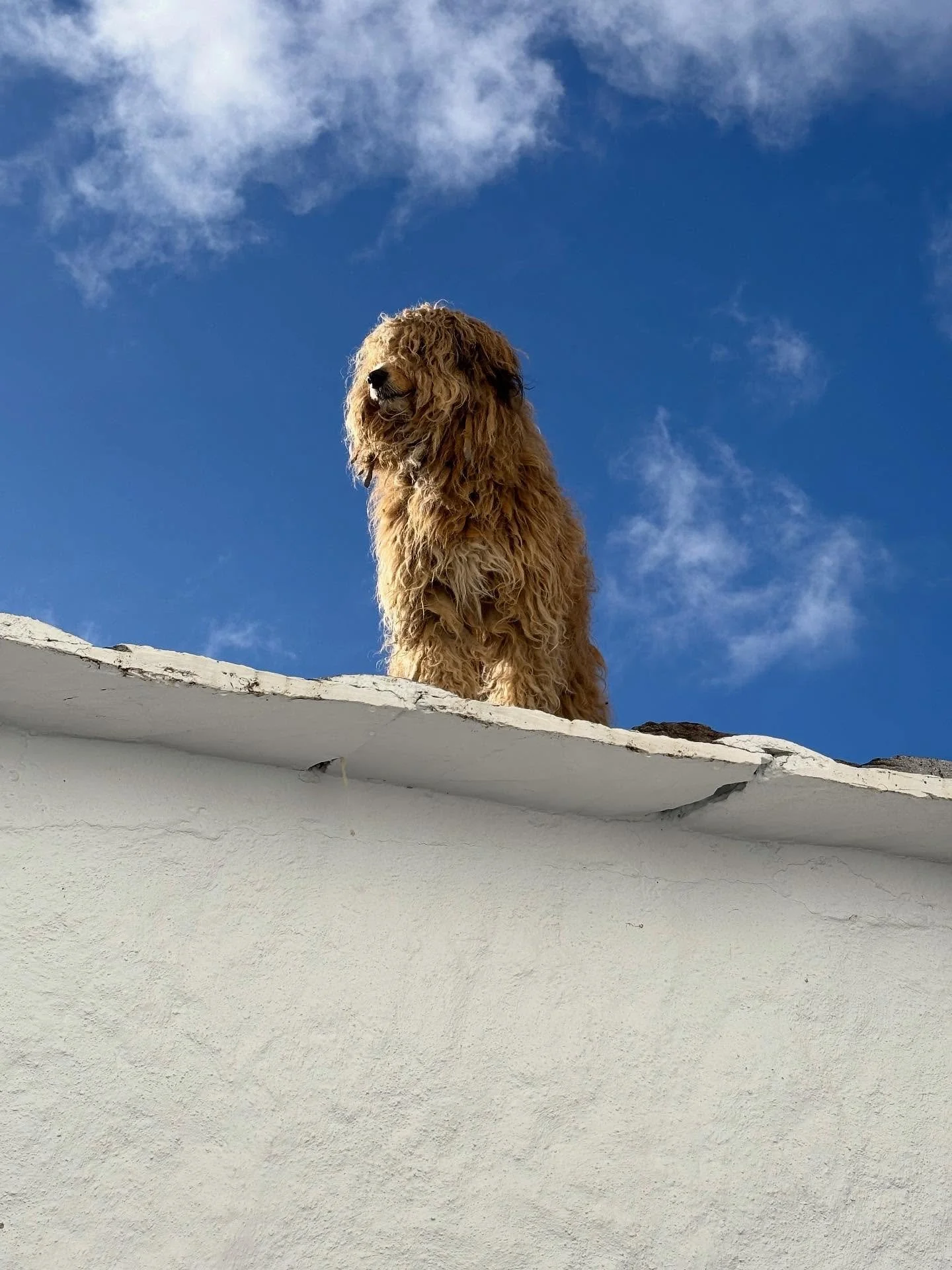 Yesterday, on @writeandwalkspain , we tackled wild river crossings, dogs on roofs, beautiful villages and trees in their autumn finery. All followed up with a well deserved lunch and a furious writing session before dinner.
Today is our last full day