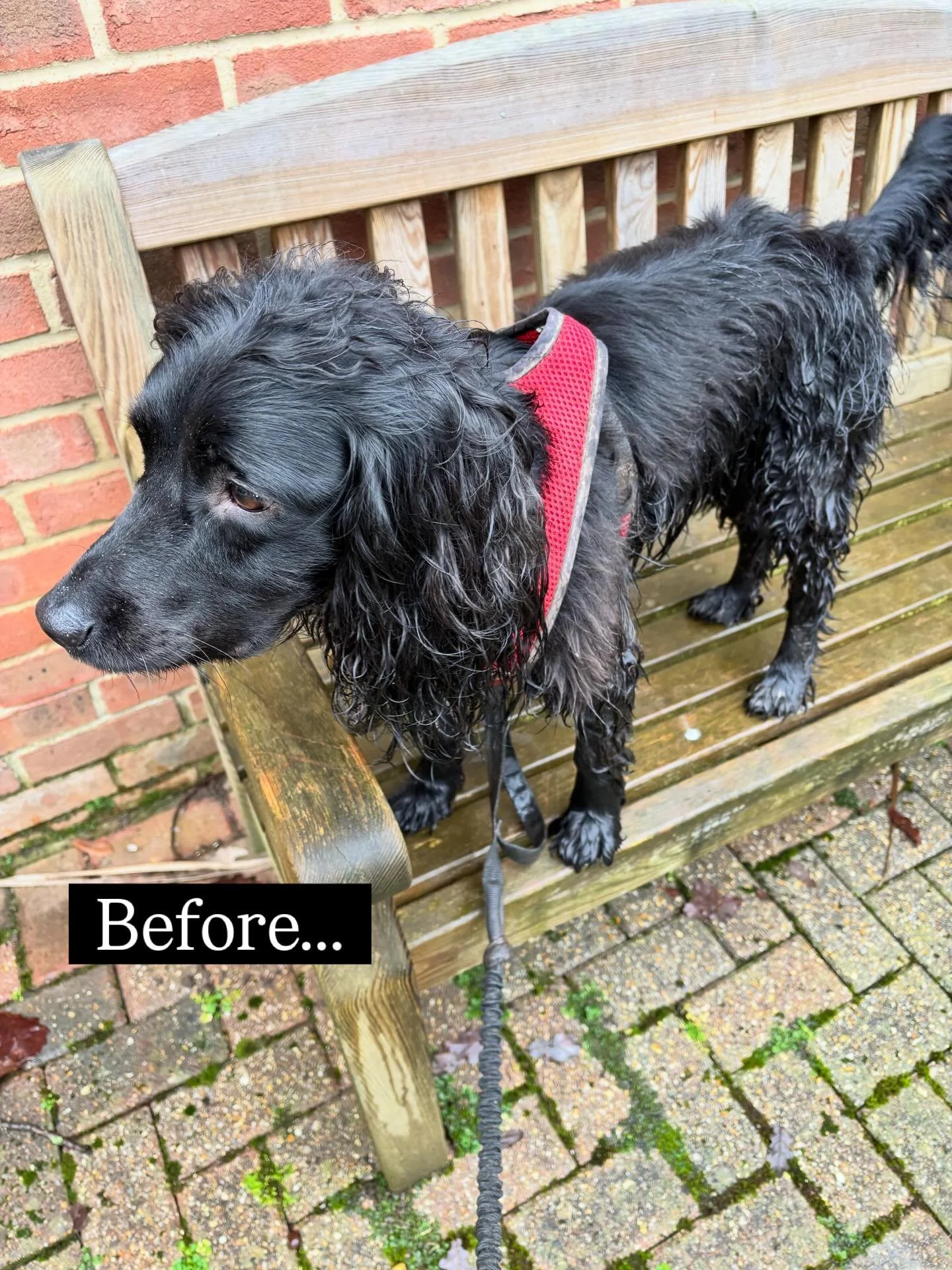 Max had a haircut! It was long overdue, he&rsquo;s been a shaggy mess for ages, but now he looks and smells much better.
While he has his beauty treatments, I wait in the car and get some work done.
#spaniellife #cockerspaniel #authorlife