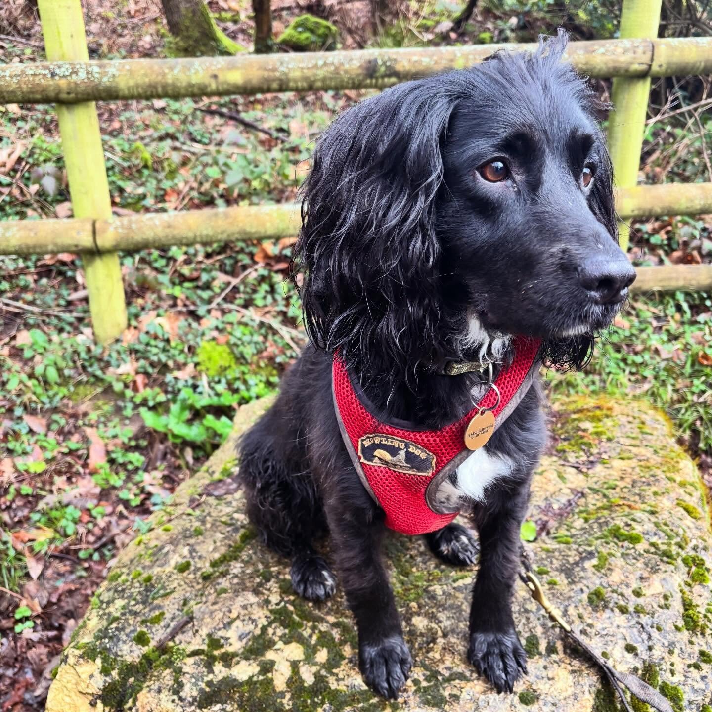 Quiet day today - catching up on a few bits, reading a few books - so here&rsquo;s a photo of my handsome dog from our run this morning. Happy Saturday!
#spanieloftheday #cockerspaniel #dogsofinstagram