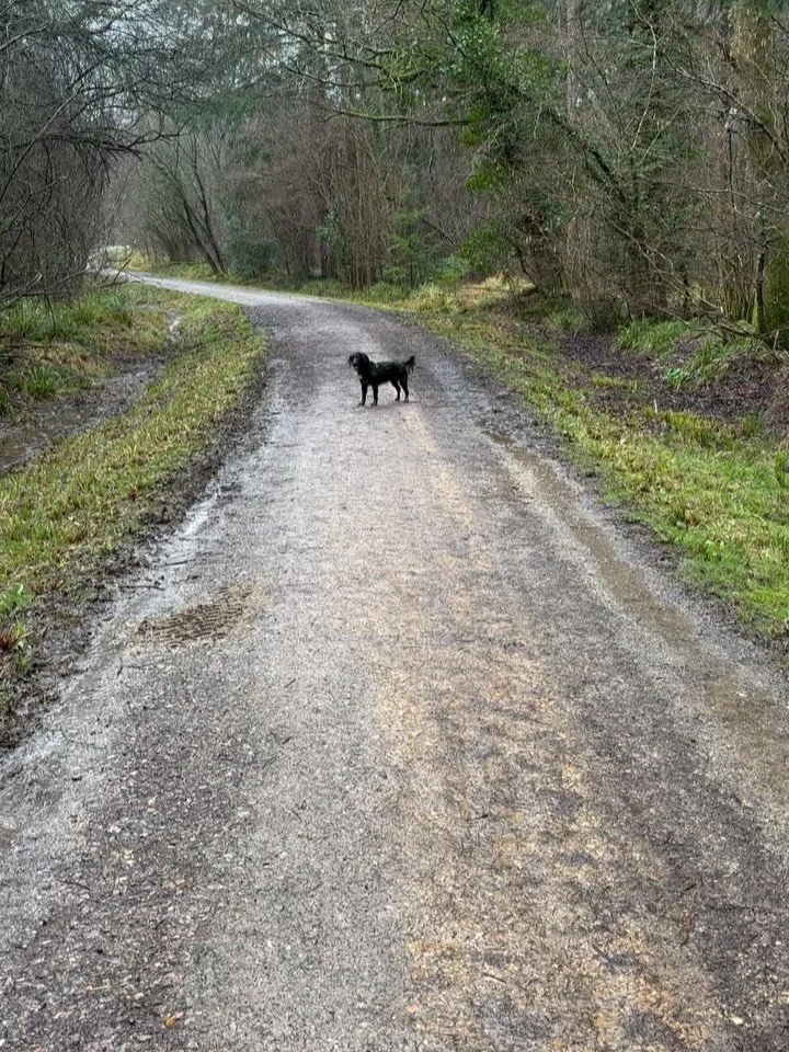 The rain makes Max go a bit loopy. He&rsquo;s now very tired. (And yes, I am back in my penguin pants, and will be for the rest of the day.)