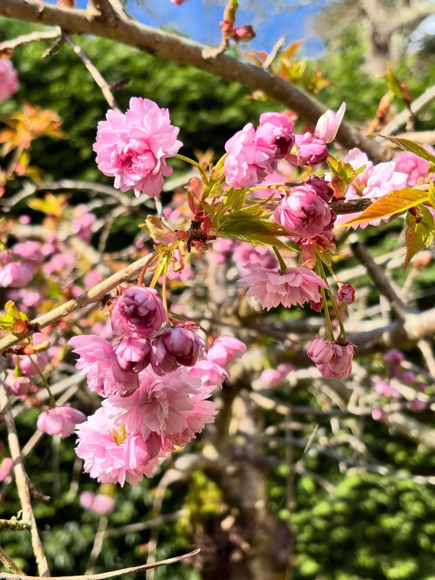 The cherry blossom is out! So you know what this means - it&rsquo;s spring! 🌸