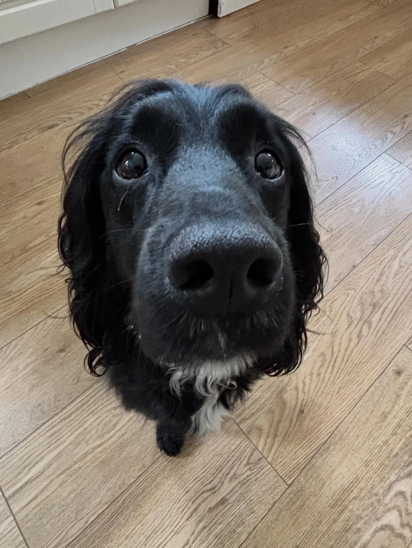 Taking photos of Max with the 0.5 lens is amusing me way more than it should. 😆