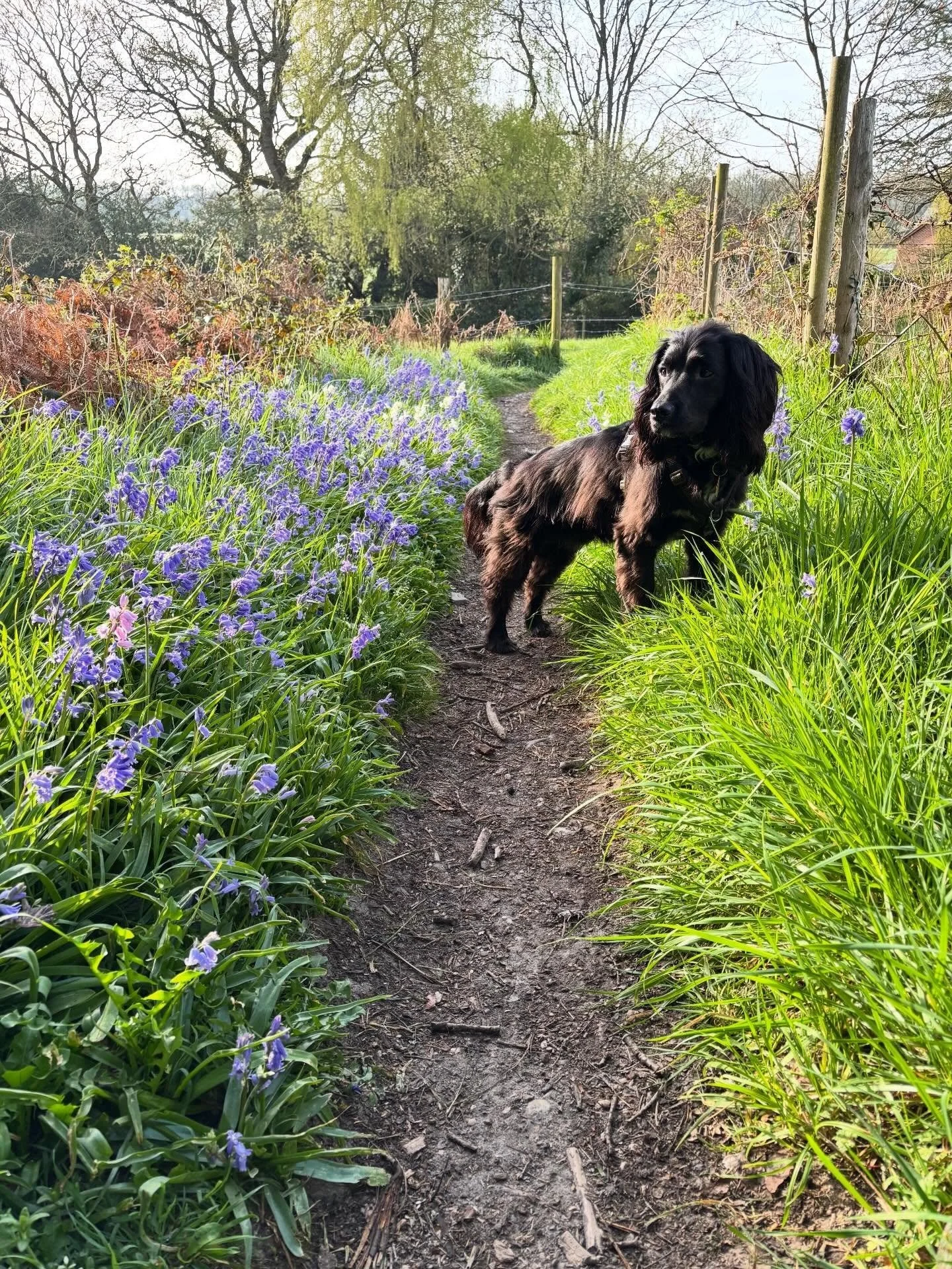 Beautiful day for a dog walk!