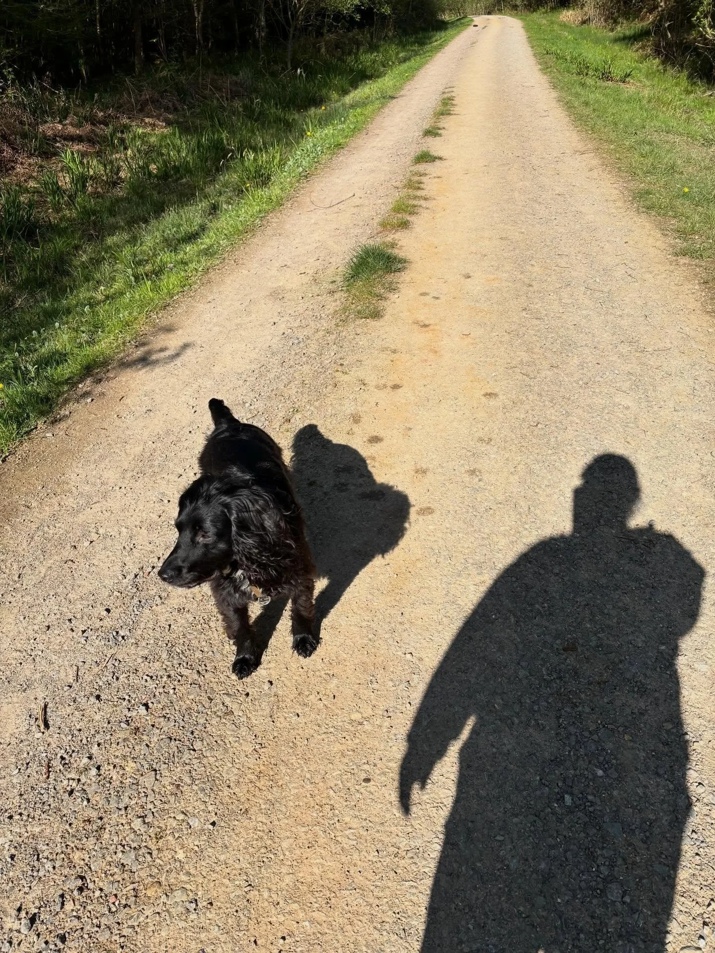 Gorgeous morning for a walk in the woods. Max found a skull! (Deer, I&rsquo;m assuming, but 🤷&zwj;♀️)