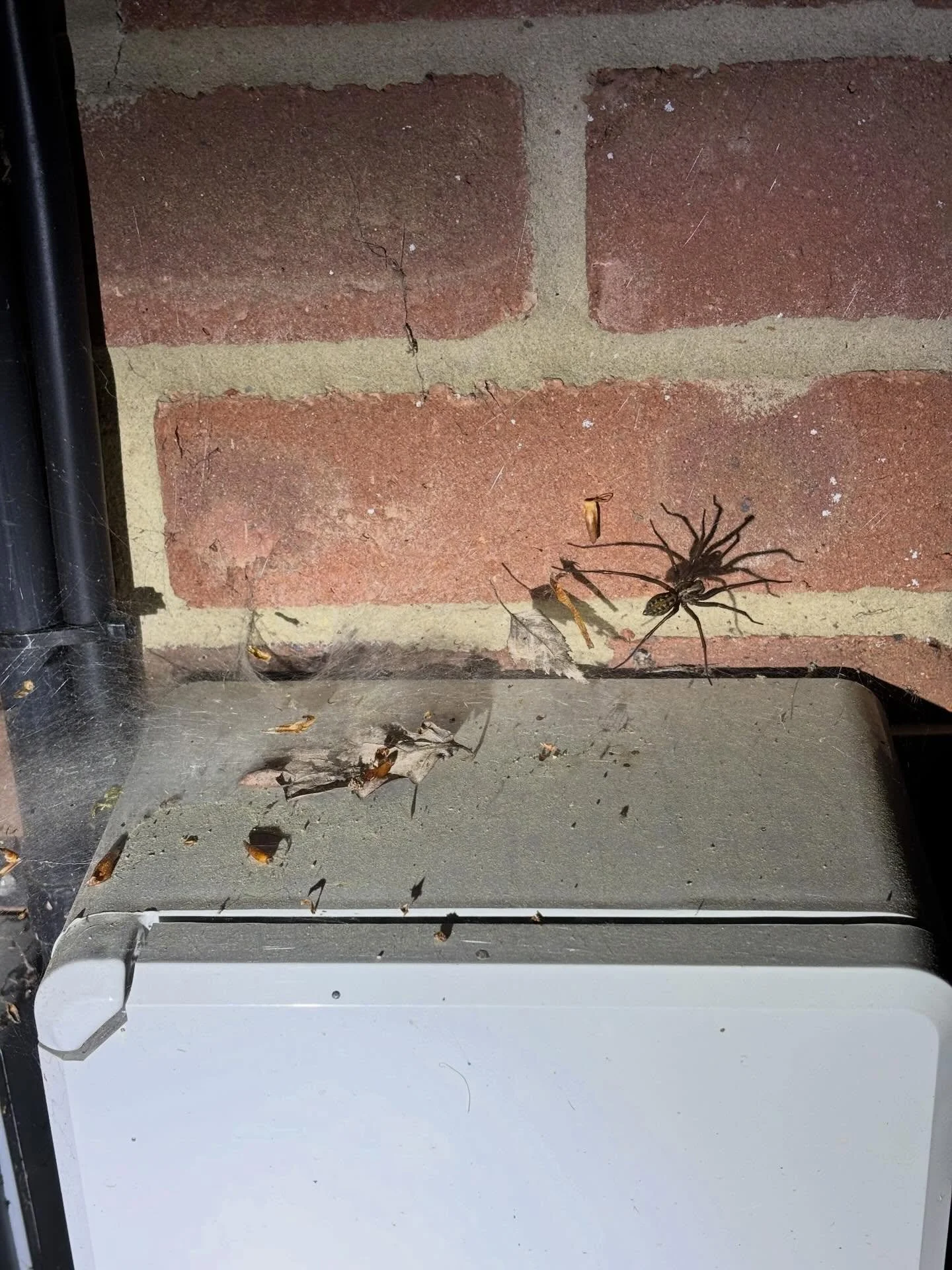 ⚠️SPIDER ALERT⚠️
This is Stephen! He lives outside my house on our electrical box. Stephen and I have an understanding - he stays outside, and I won&rsquo;t set the Dyson on him.
I do not like spiders, but I am tolerating Stephen.
(There is also Eliz
