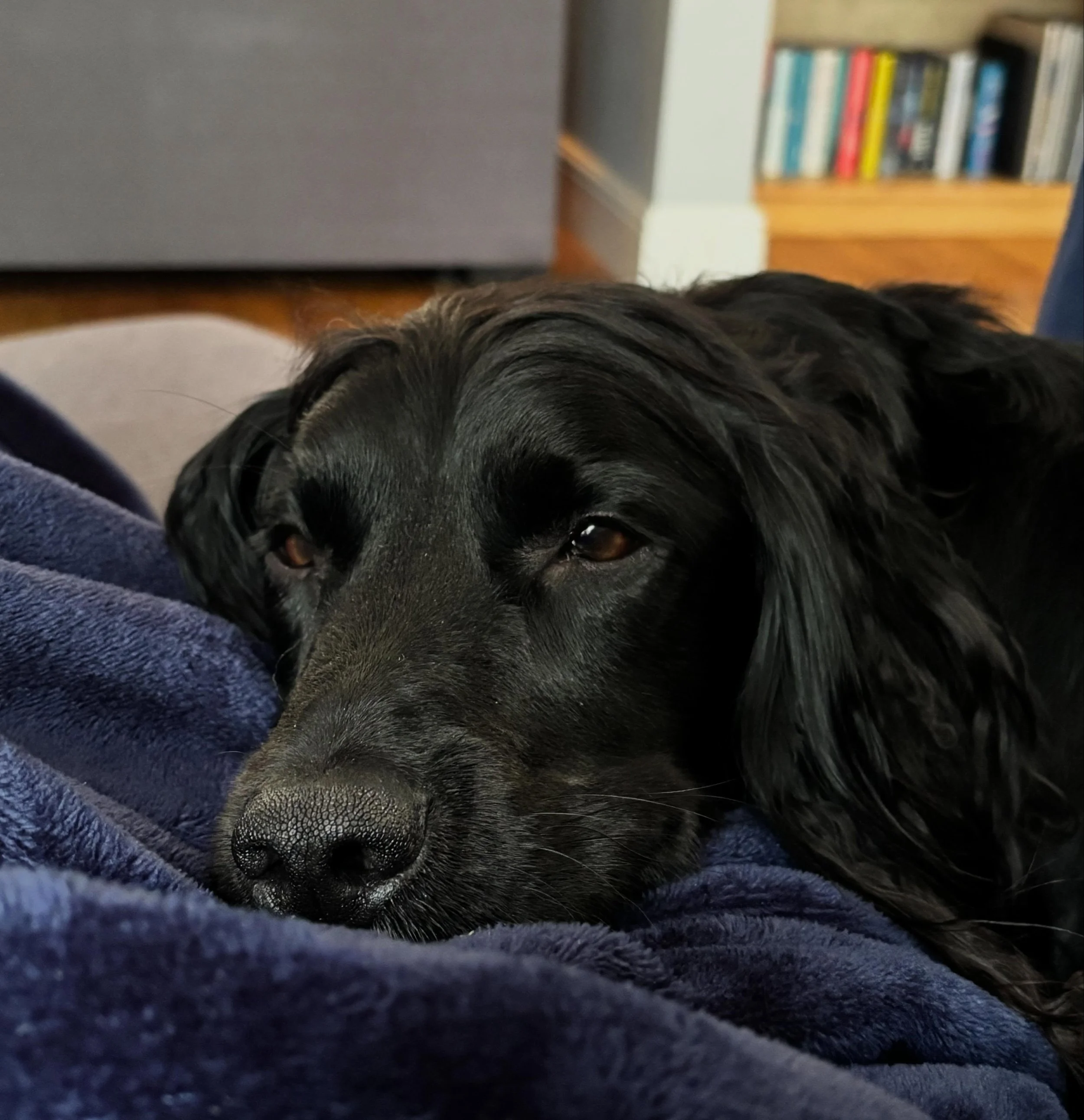 A day for snoozing on the sofa.
#spanielofinstagram #dogstagram