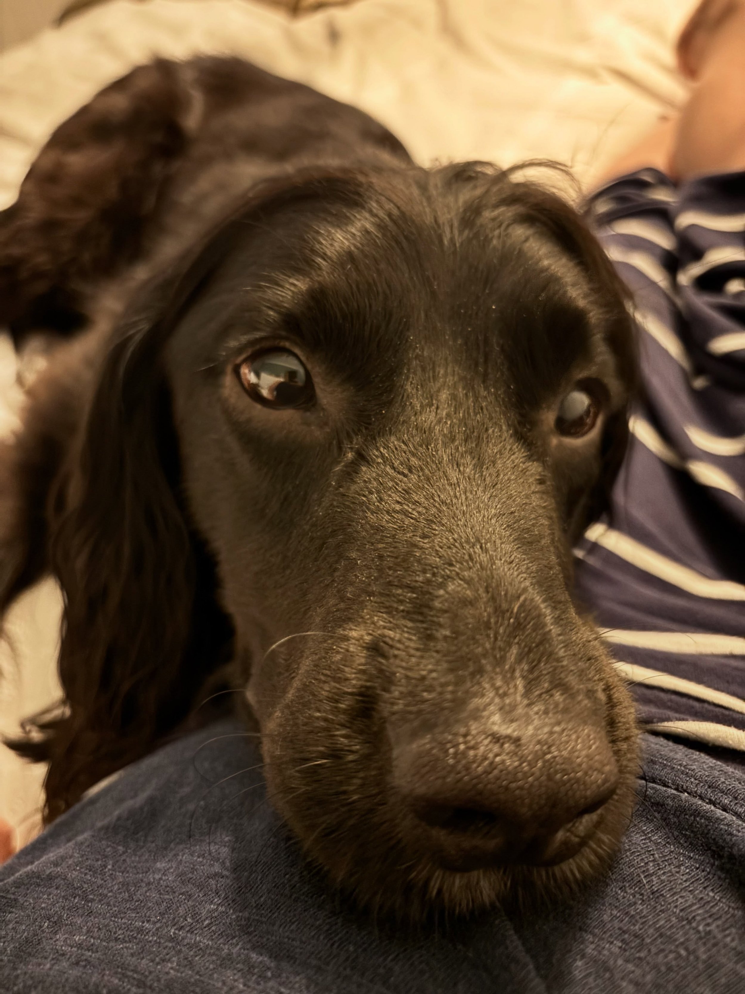 Max doesn&rsquo;t like football - the shouting scares him - so we are watching TV in the bedroom. Much more peaceful (and less stressful) here.
#dogfriendly #comeonengland #butsayitquietly