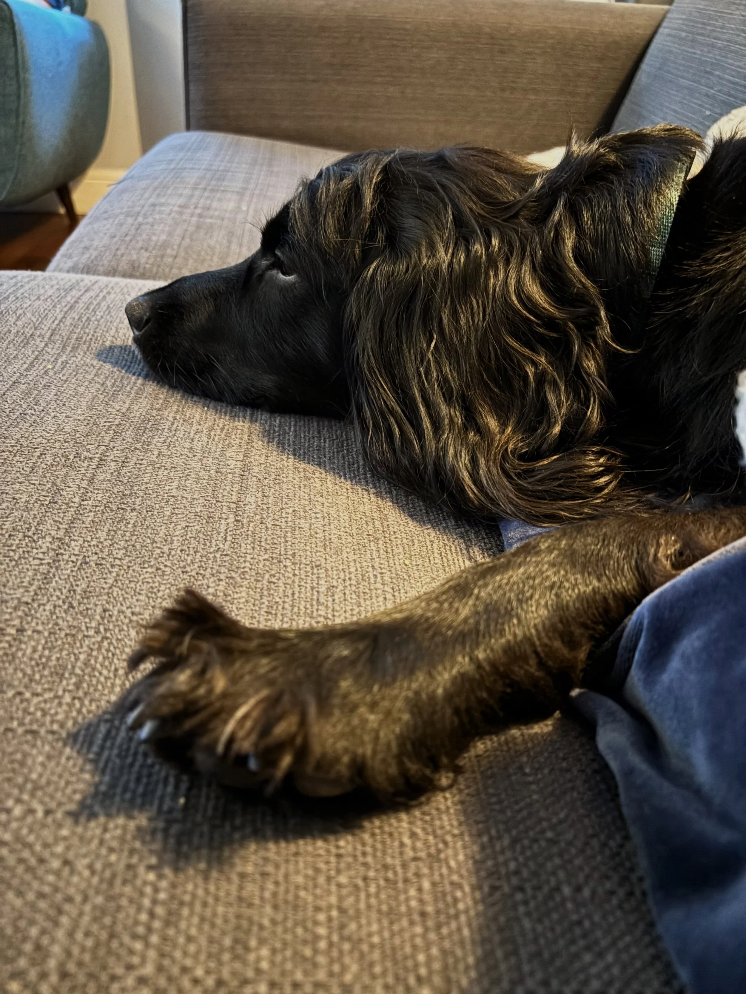 Look at the fluffy feet! LOOK AT THE FLUFFY FEET! 🥰 
(And yes, he&rsquo;s overdue a trip to the groomers. Next Wednesday, okay?)