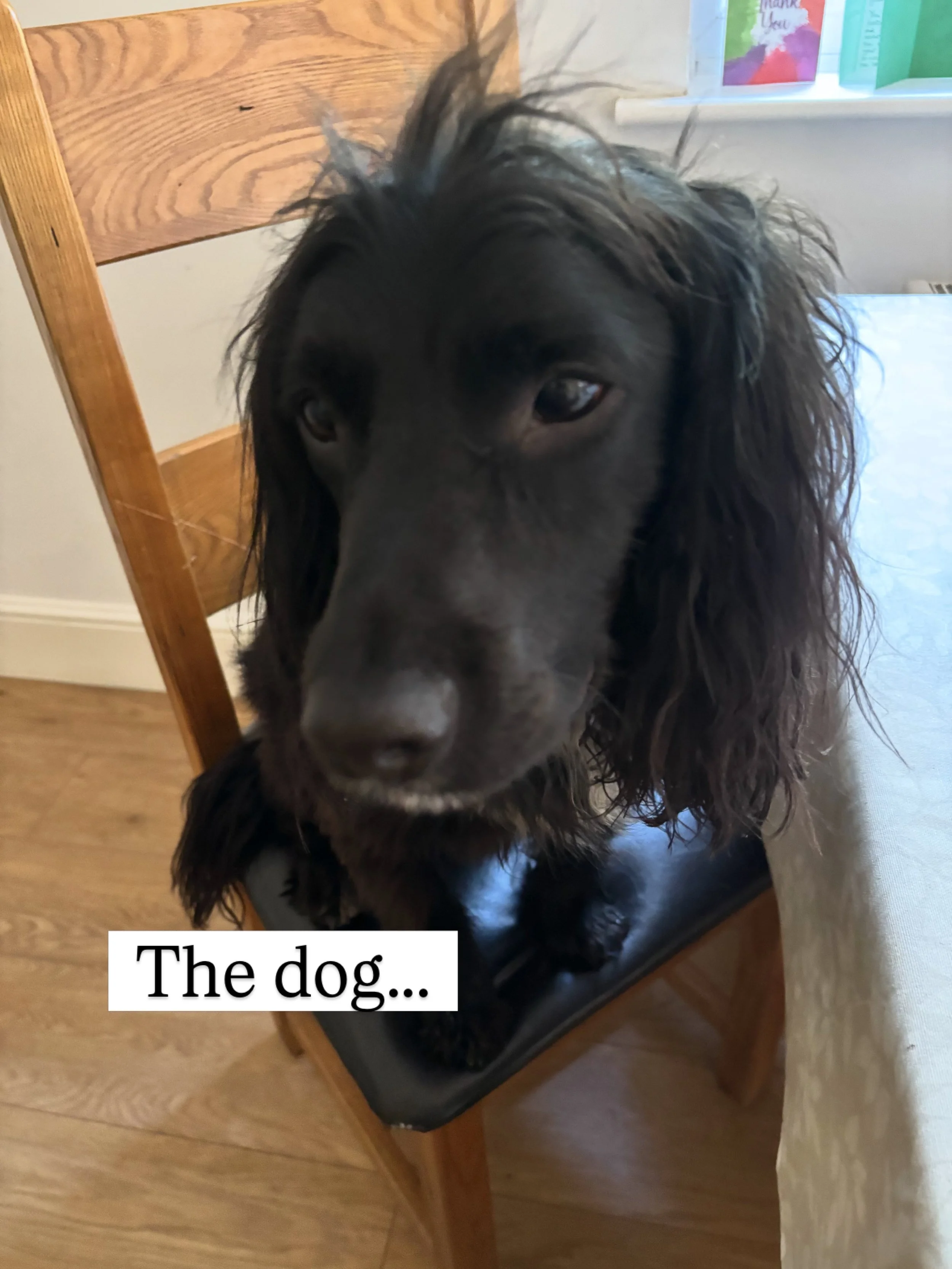 This time of year is a nightmare for spaniels (and their owners) because of these little grabby creations. I spent 20 minutes this morning removing them from his ears and head.
He has a long-overdue groom tomorrow and after that it will be much easie