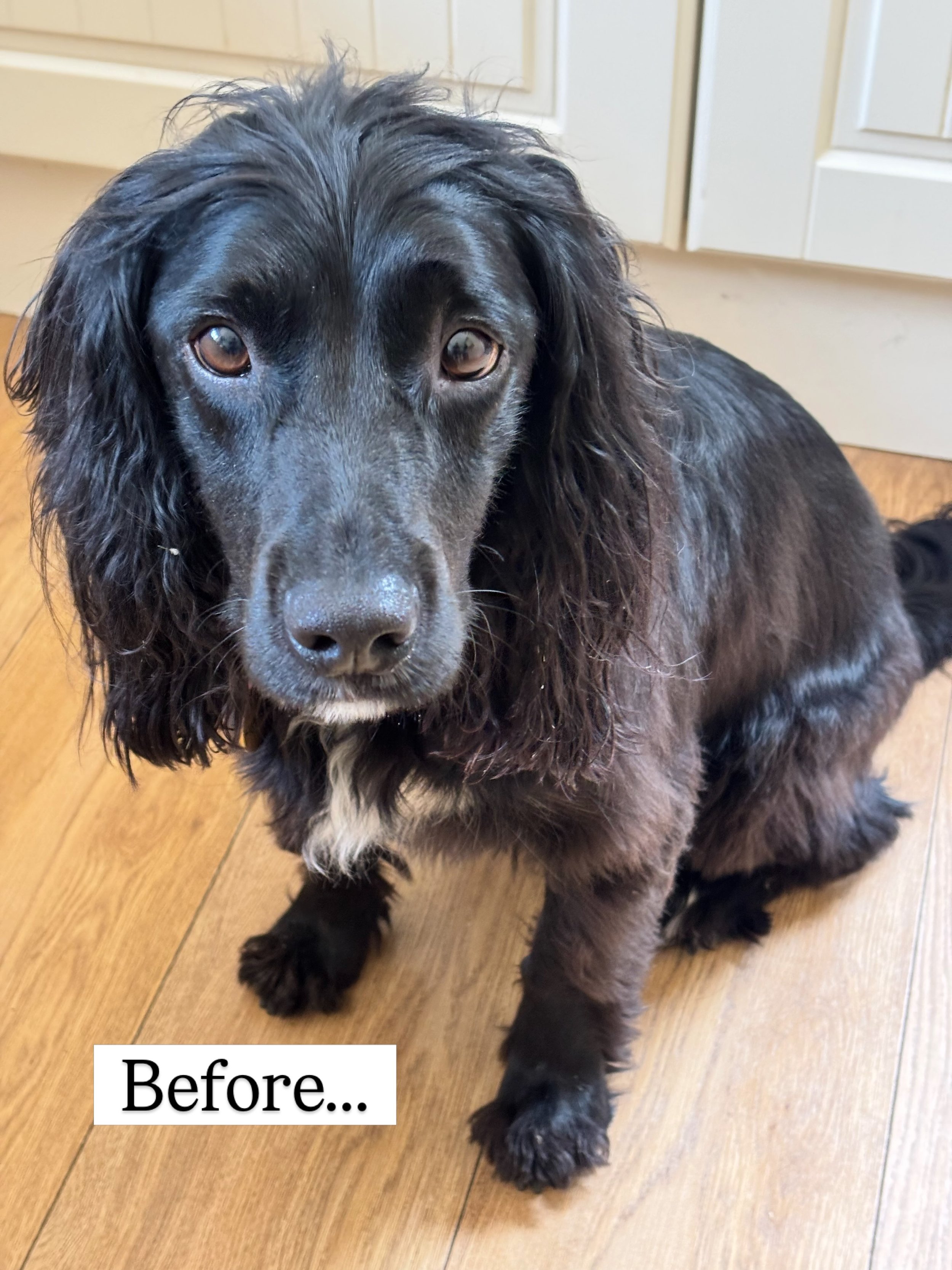 A well overdue haircut for Max today. Much too floofy for this weather (and foliage) so it was off to the groomers for us. I do a bit of editing in the car while Max has a bath and a trim, then home with a much more sweet smelling dog!
#spaniellife #