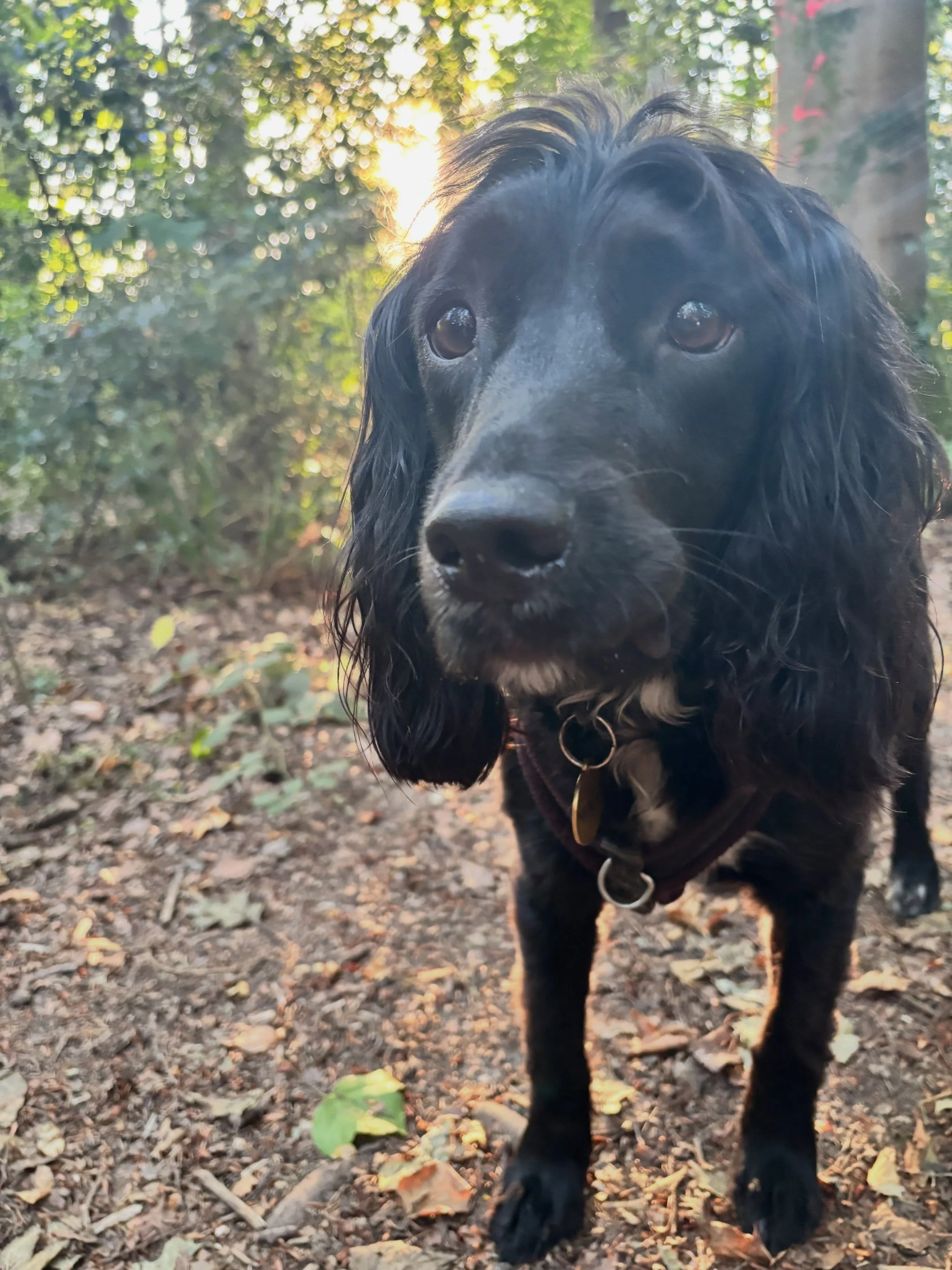 Max is a big fan of the early morning dog walk. (Everyone was in the woods at 7am this morning. Everyone with dogs, that is&hellip;)