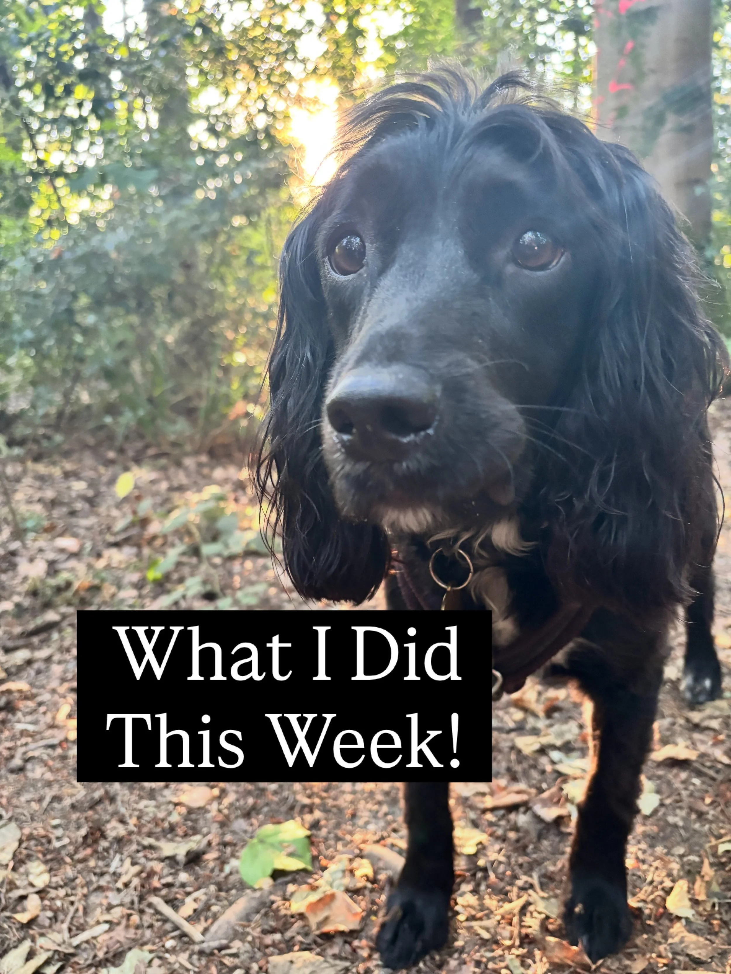 What I did this week&hellip;
#authorlife #dayinthelife #bookstagram