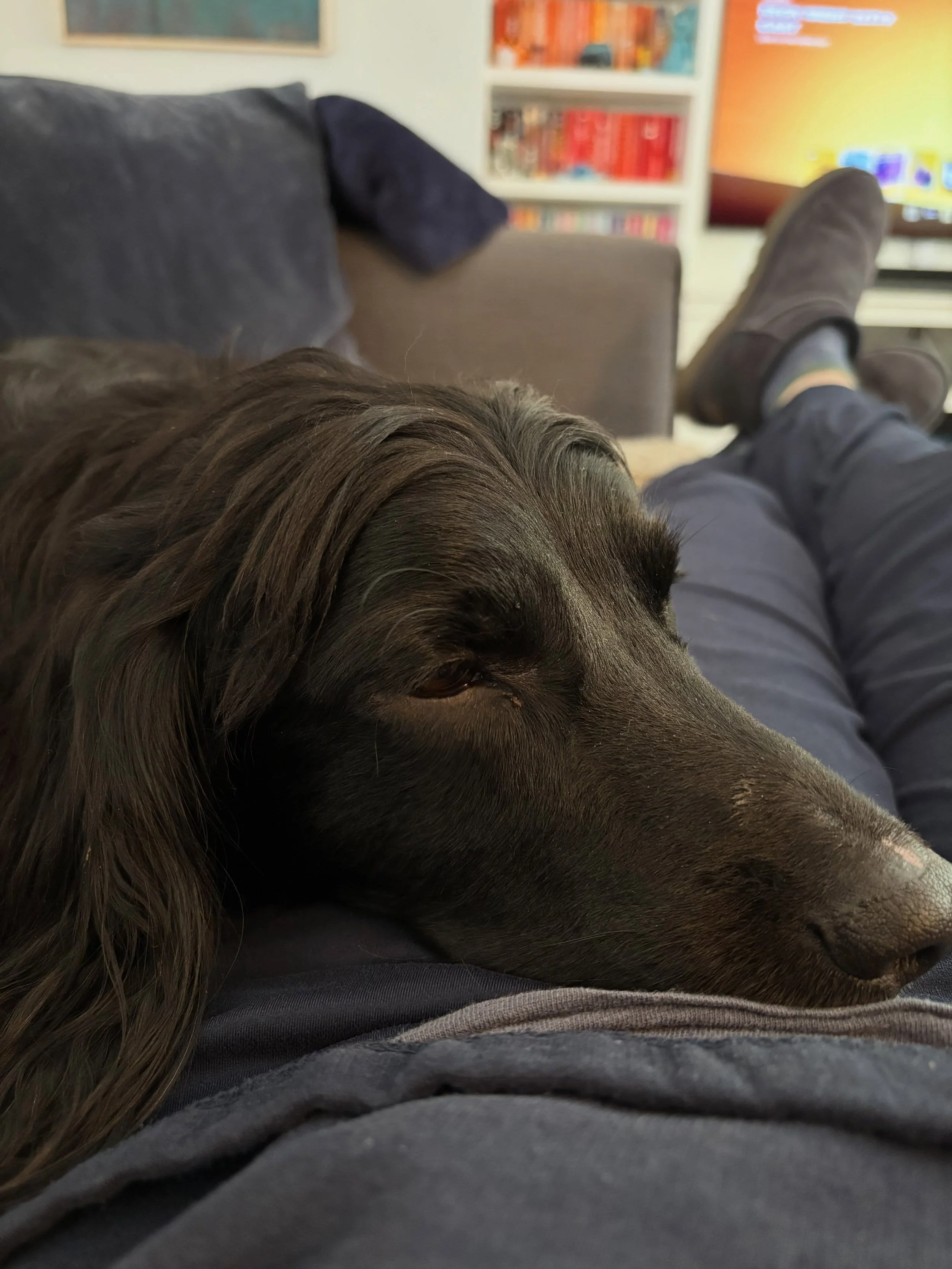 Back where he belongs: snoozing on the sofa. 🥰