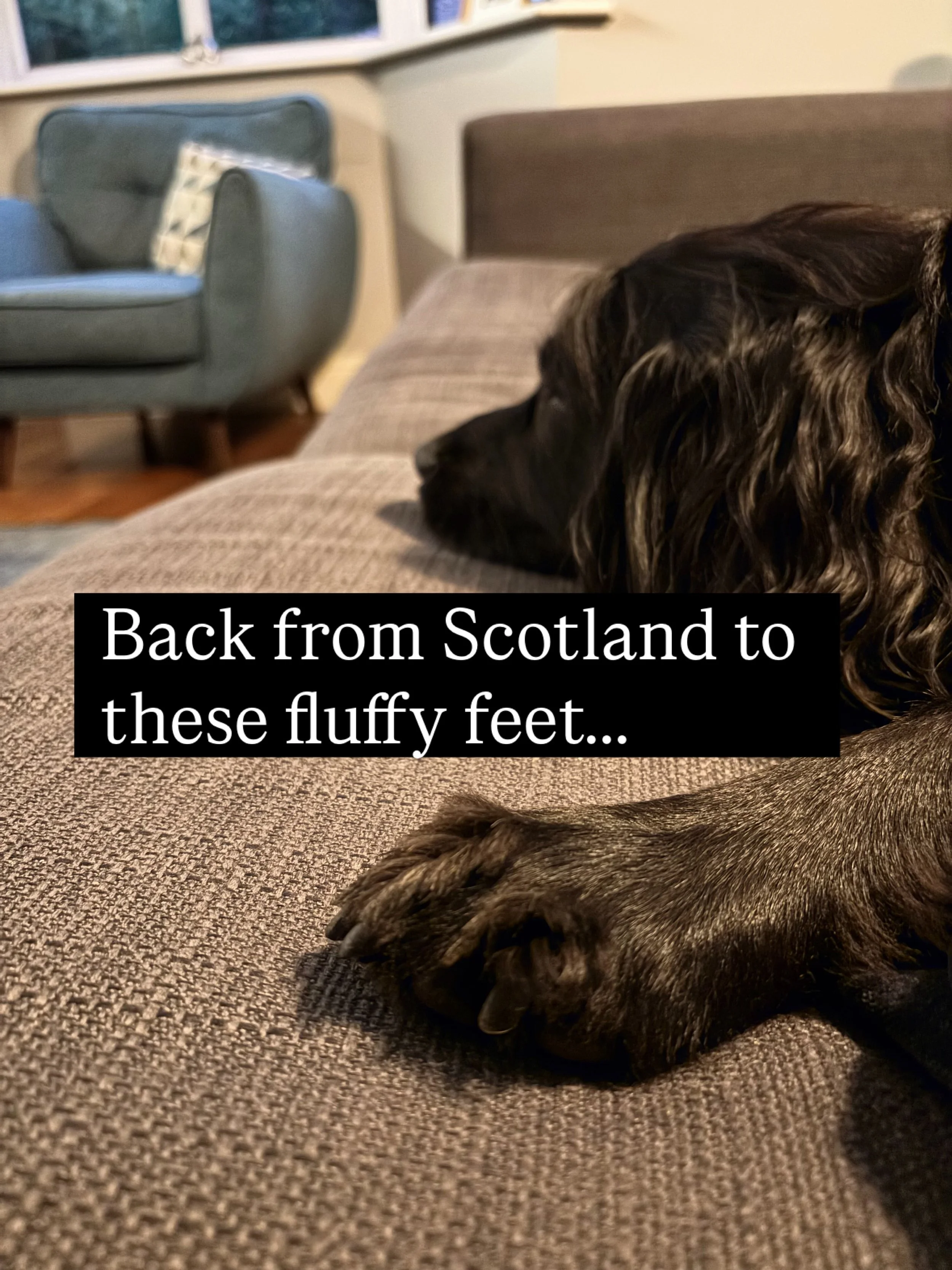 Missed my dog while I was away! Nice to be back to new books and fluffy feet.