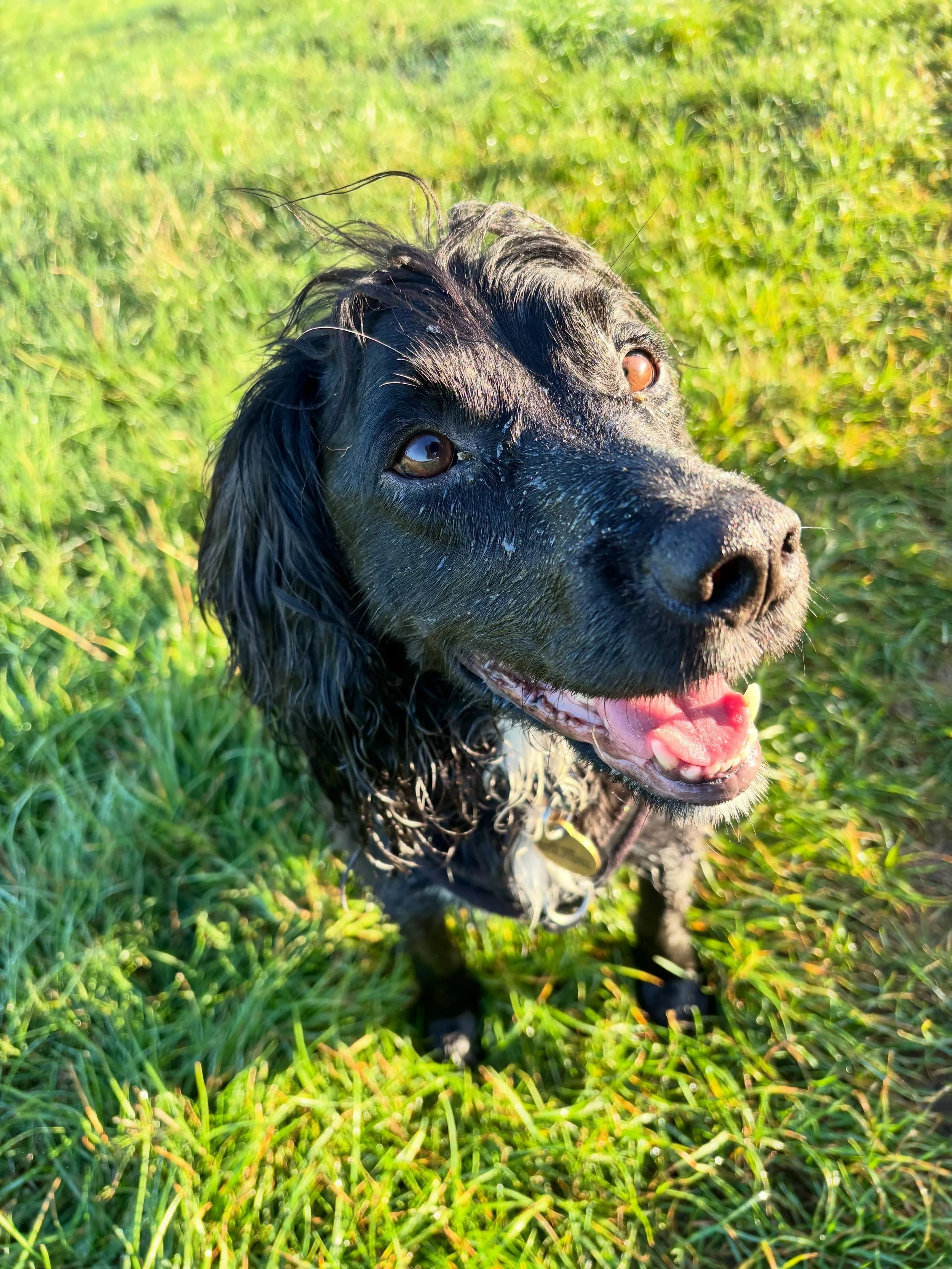 I love this time of year. A chill in the air, dew on the ground, sun shining through the trees. The dog walk this morning was absolutely beautiful. 🍂 ☀️ 🍁