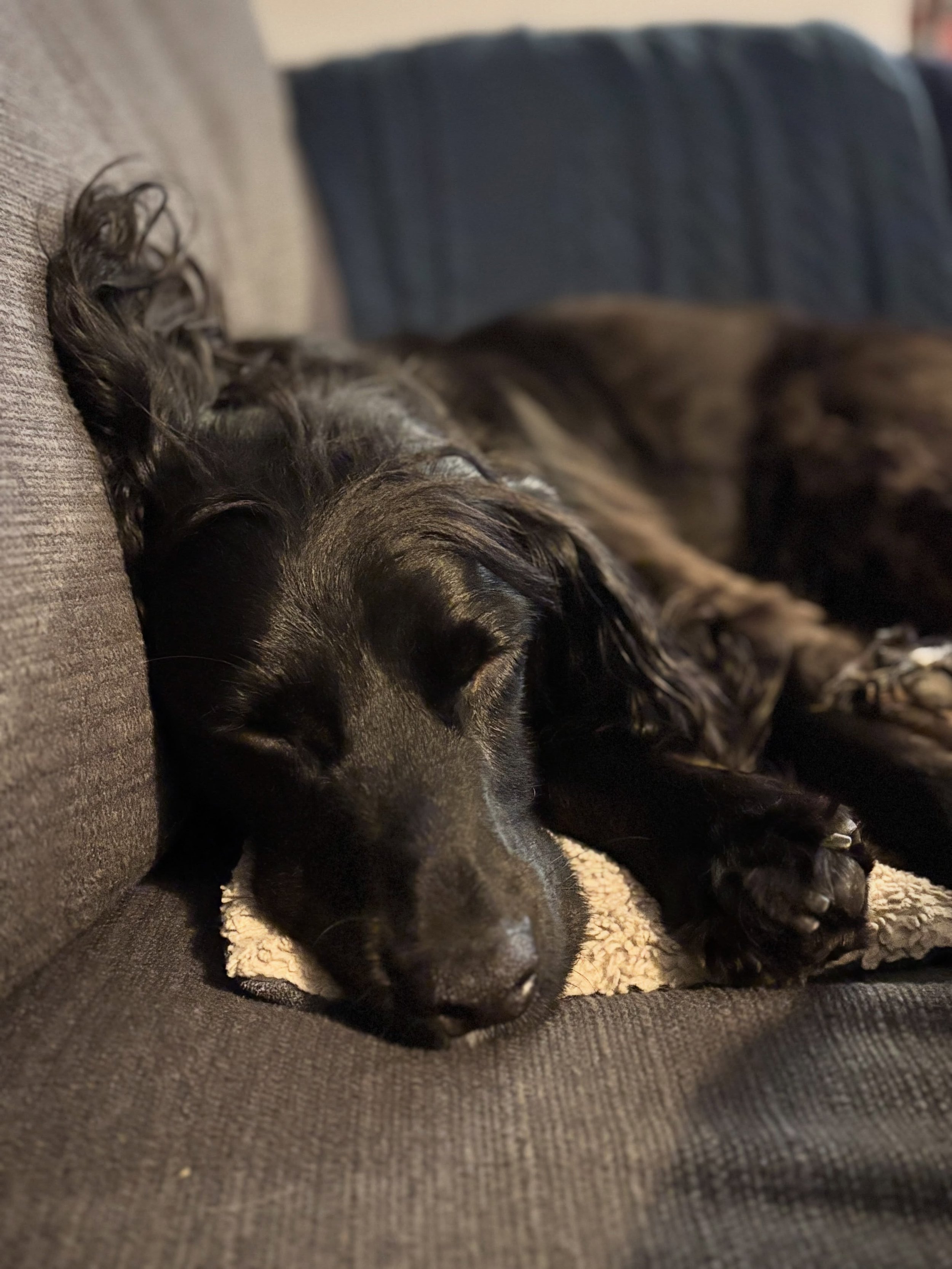 As well as his usual walk this morning, I took Max into @waterstonesromsey for sniffs and book signings. And now he&rsquo;s knackered!