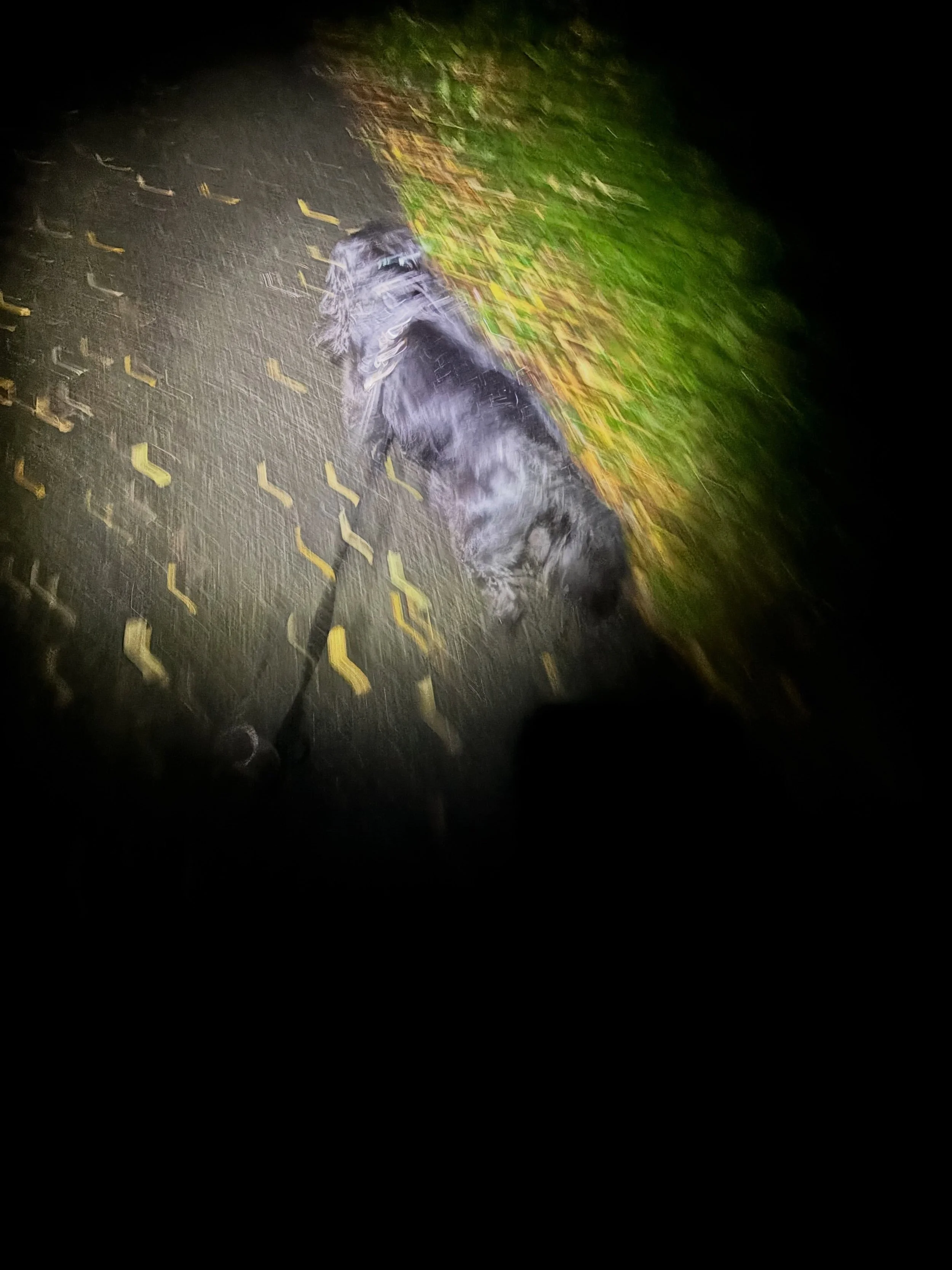 Dog walks at 7am in the dark and the rain: not the most enjoyable at this time of the year.