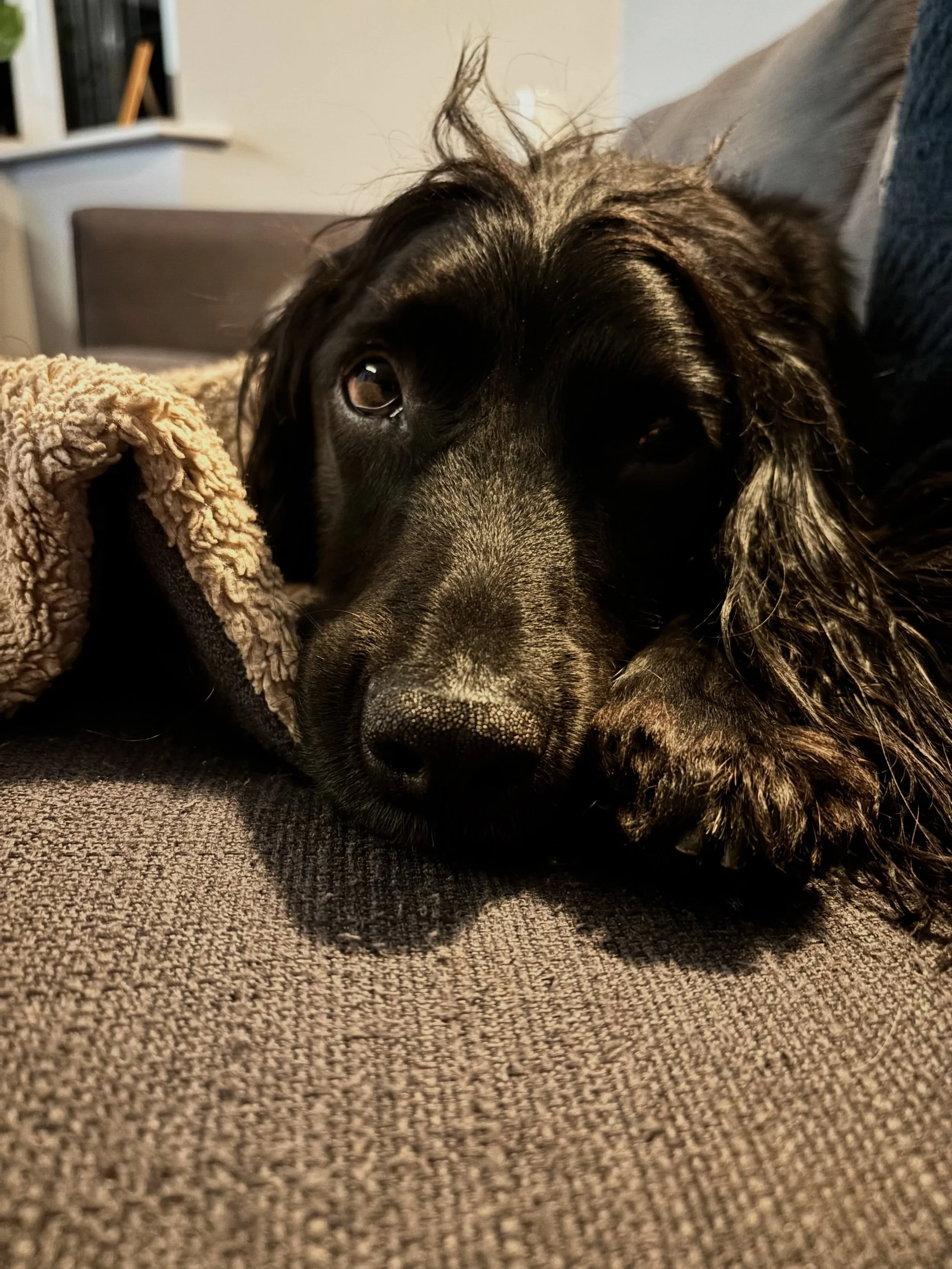 Just me and my dog.