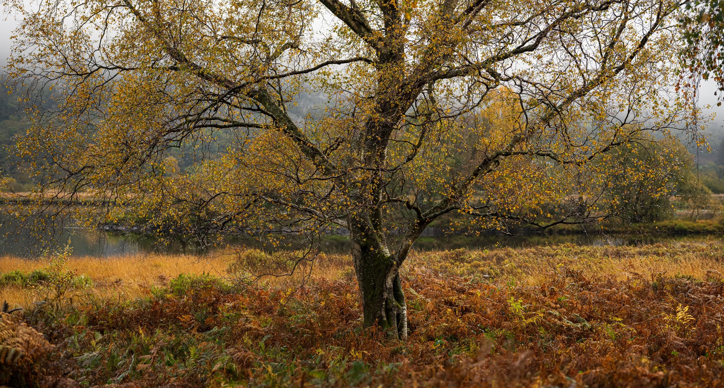 Manesty Birch