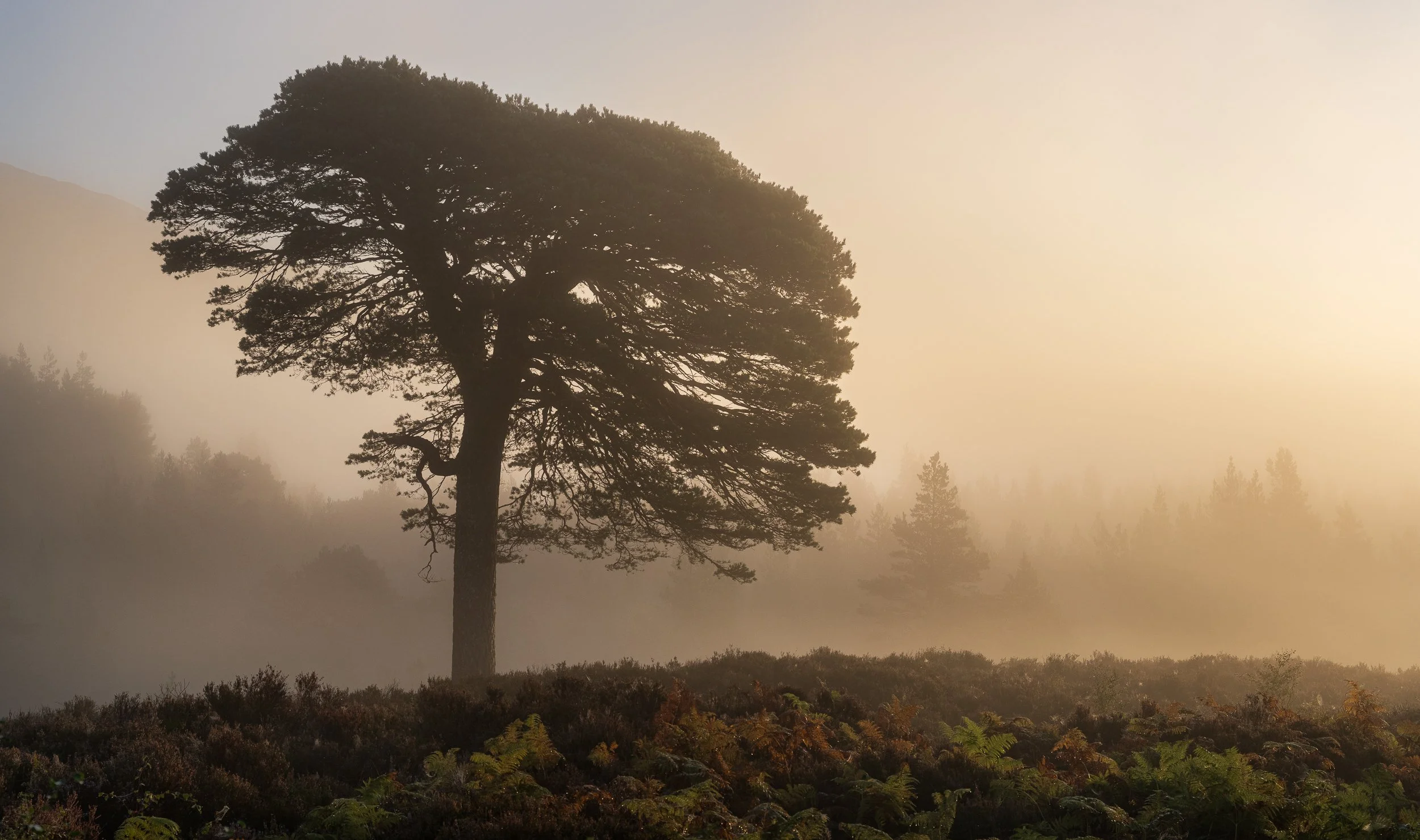 My Recent Images / 2025