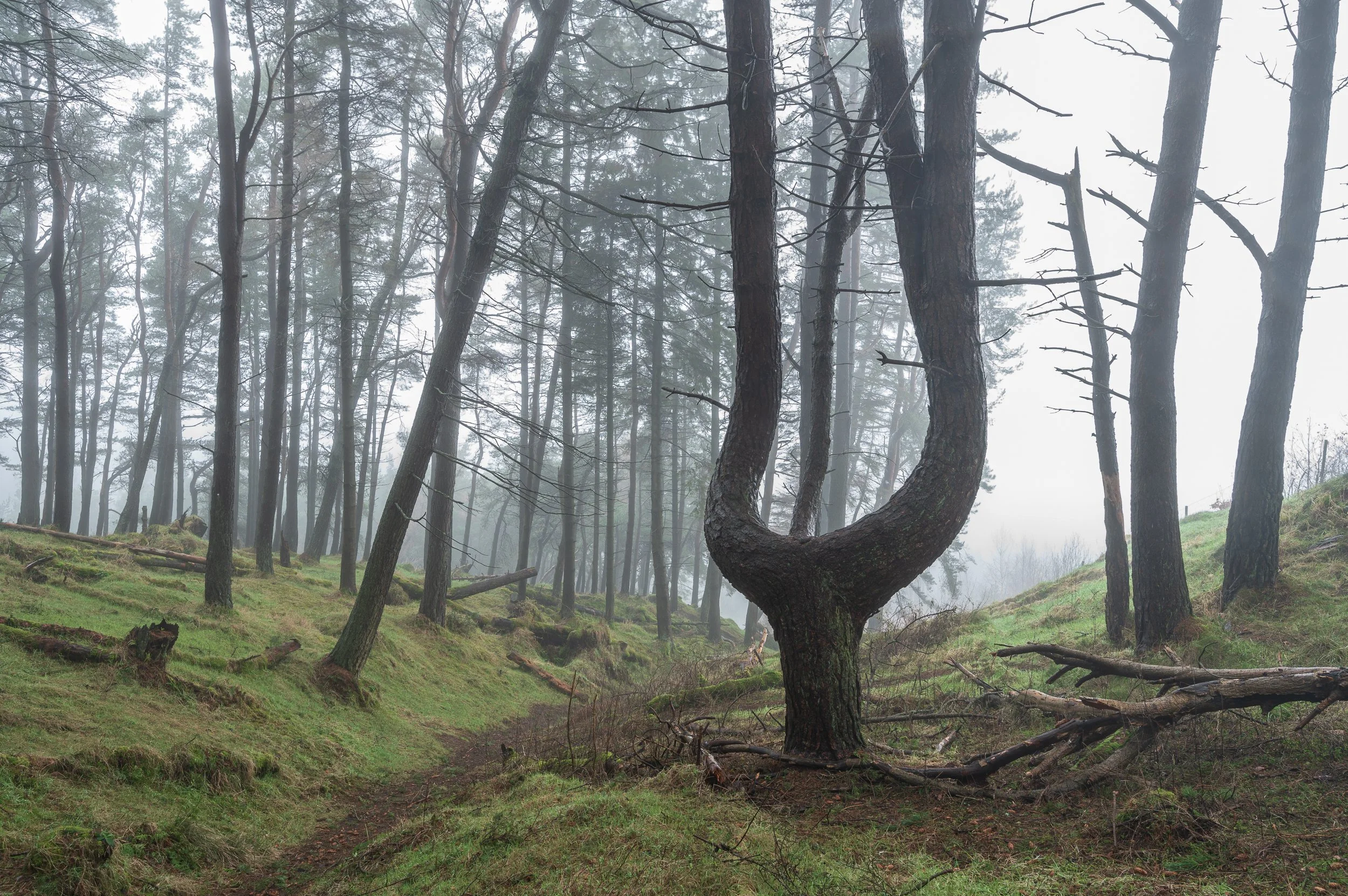 A foggy forest scene with a heart-shaped tree in the foreground and other trees in the background.