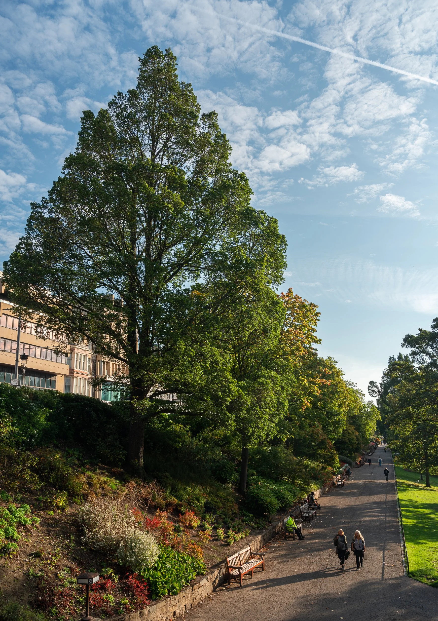 A park with large green trees, a gravel pathway, benches, and people walking and sitting on benches on a sunny day with a blue sky and wispy clouds.