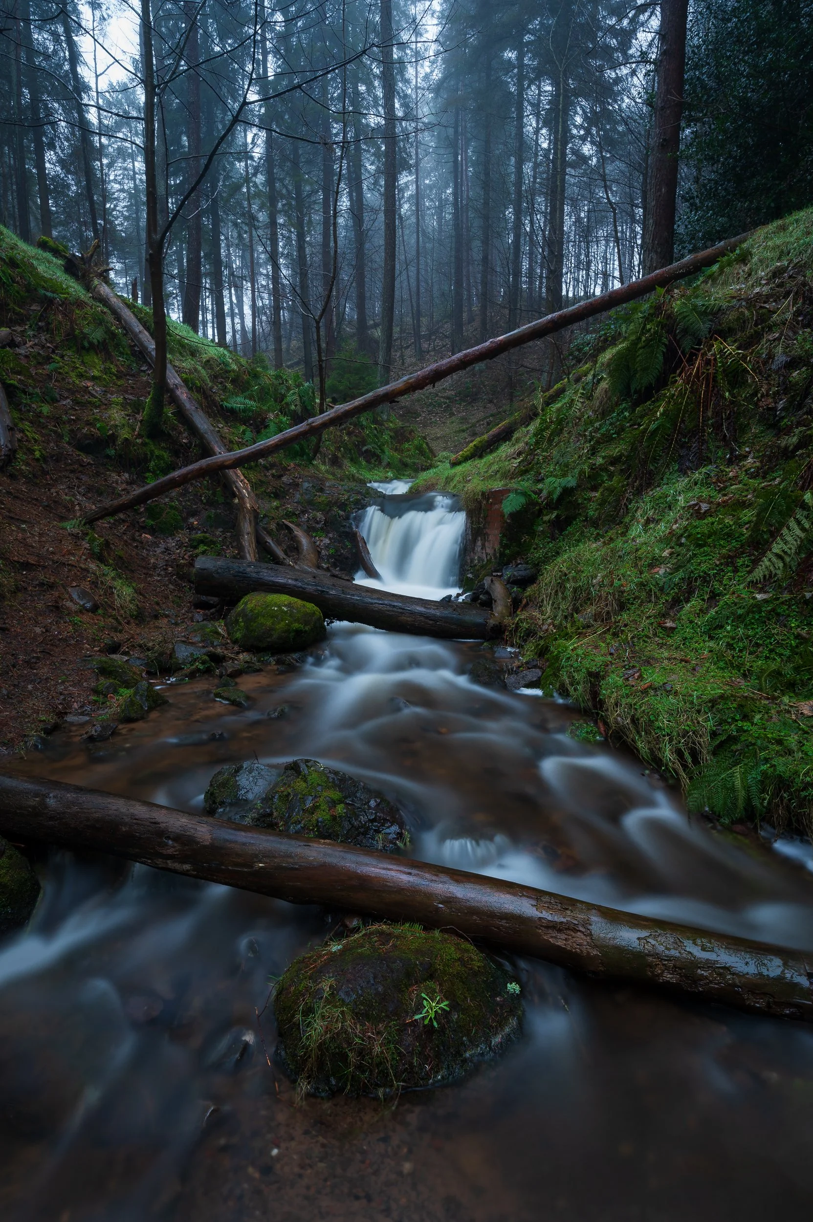 A forest scene with a small flowing waterfall surrounded by moss-covered rocks, fallen trees, and numerous tall trees with foggy weather in the background.