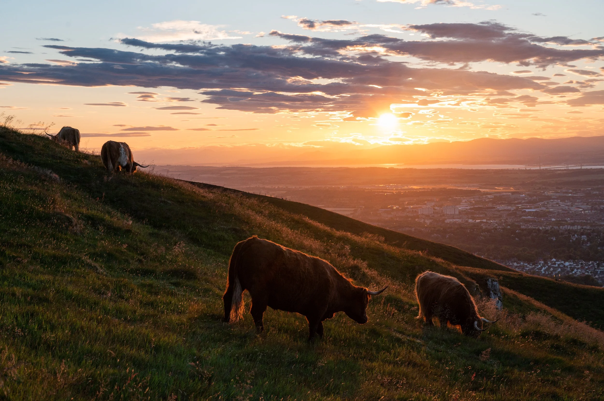 Group of Highland cattle grazing on a hillside during sunset with a cityscape and mountains in the background.