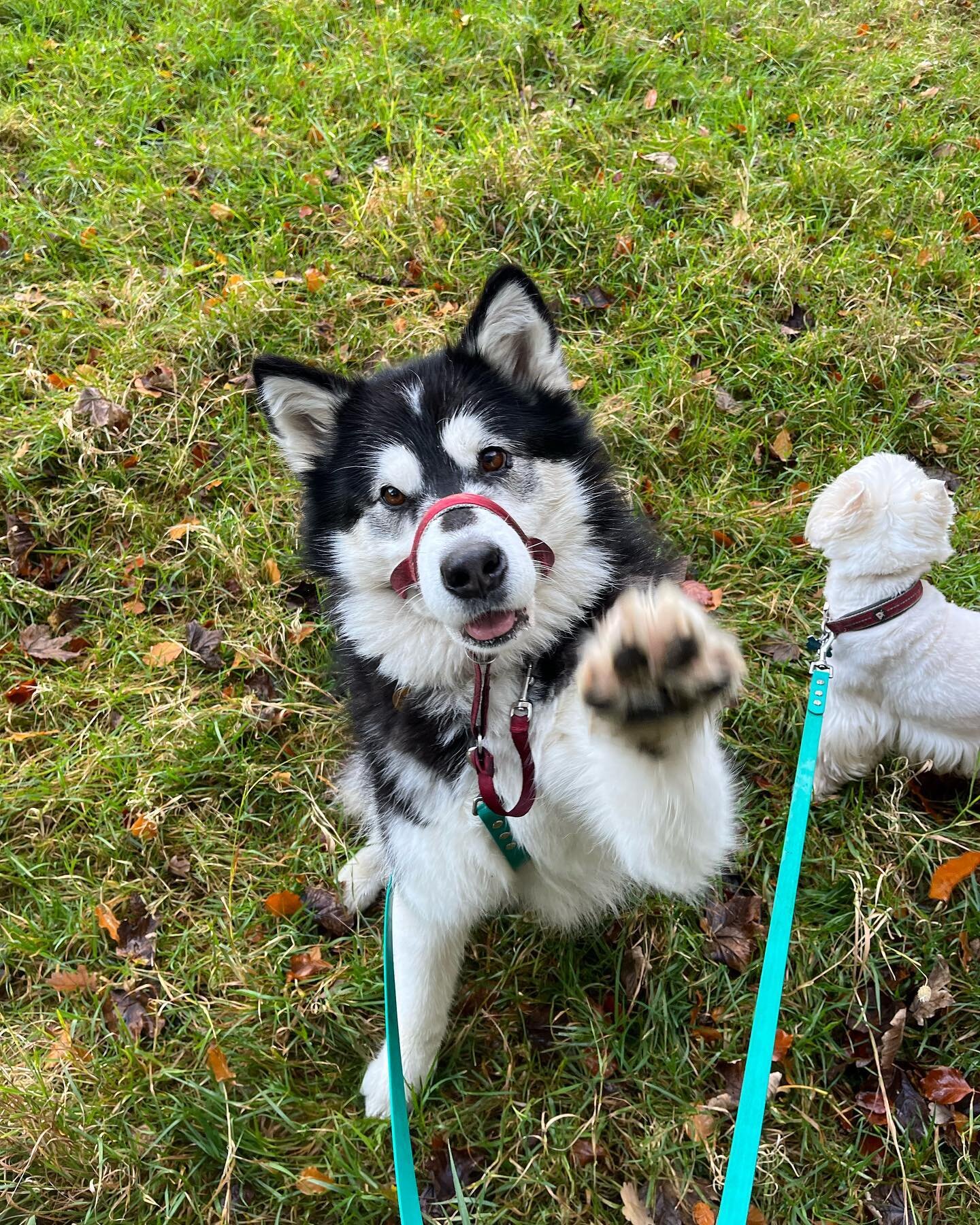 What a lovely day, cold but lovely 😊 never a dull moment with this lot 🐕🐾🐶. #dogs #dog #doglover #dogsofinstagram #doglife #dogstagram #dogsrule #dogwalker #dogwalkersofinstagram #dogwalkerlife #dogwalkerslife #happydogslife #puppies #puppywalks 