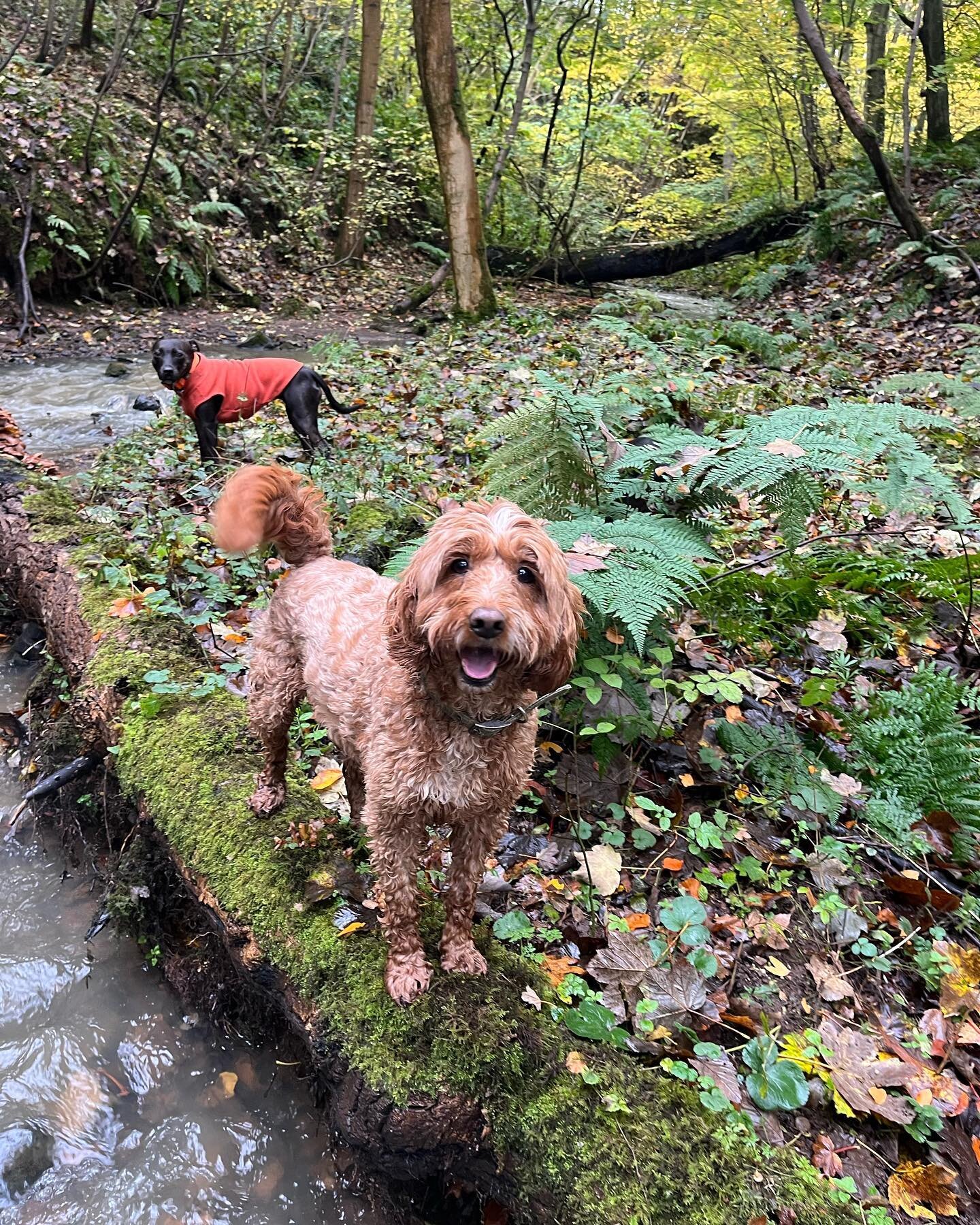 What a great bunch! Lovely way to start the week! 🐶😍🐕🐾 #dogs #dog #dogsofinstagram #dogstagram #dogslife #dogsofinsta #dogwalker #dogwalkersofinstagram #dogwalkerlife #dogwalkersofig #dogwalkeruk #happydogs #walkies #dogslife